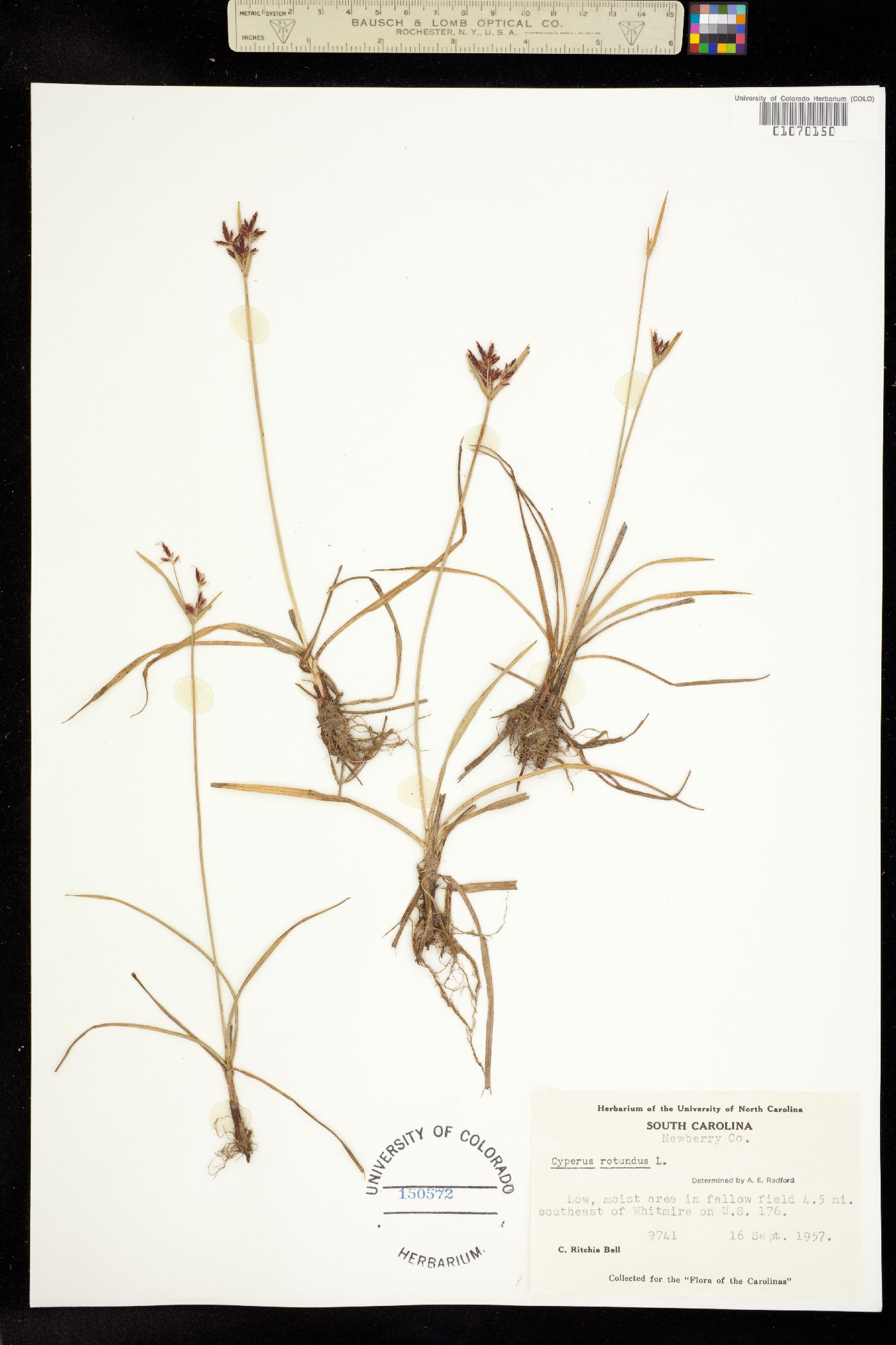 Cyperus rotundus image