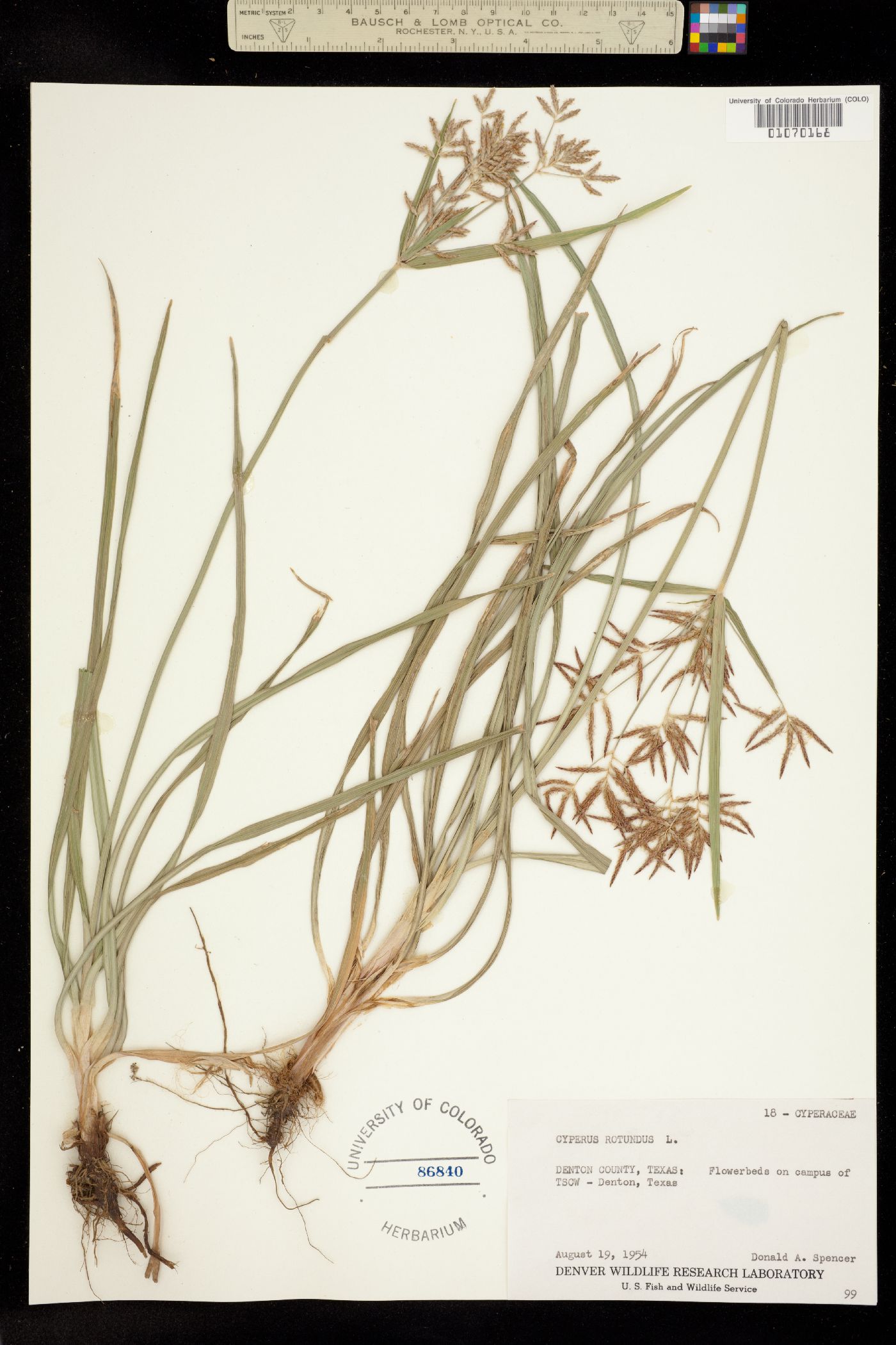 Cyperus rotundus image