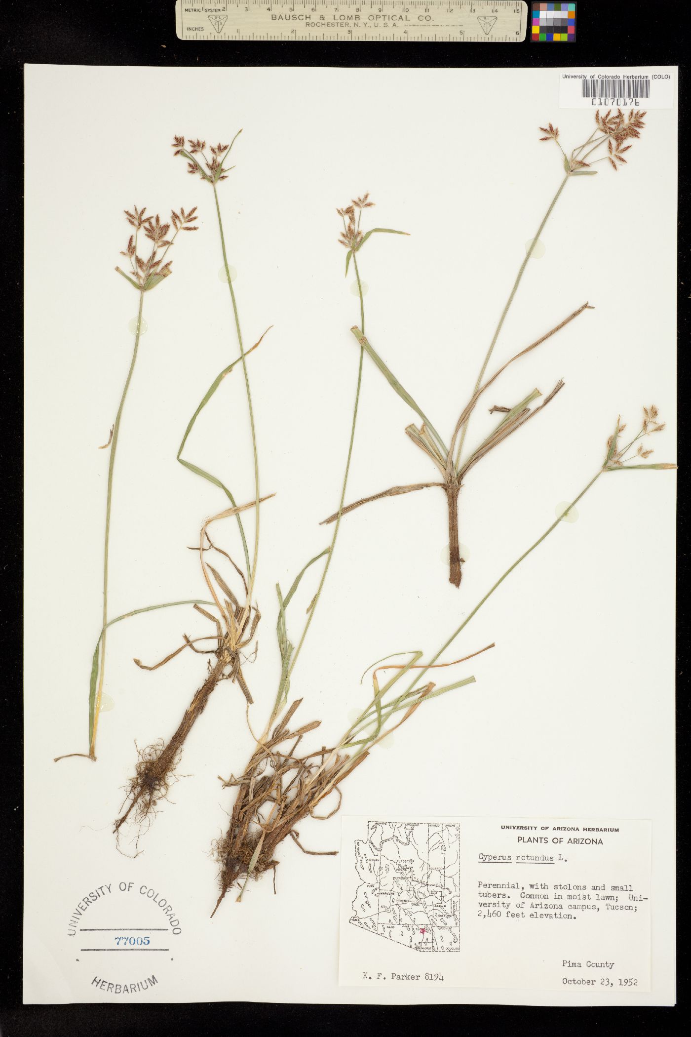 Cyperus rotundus image