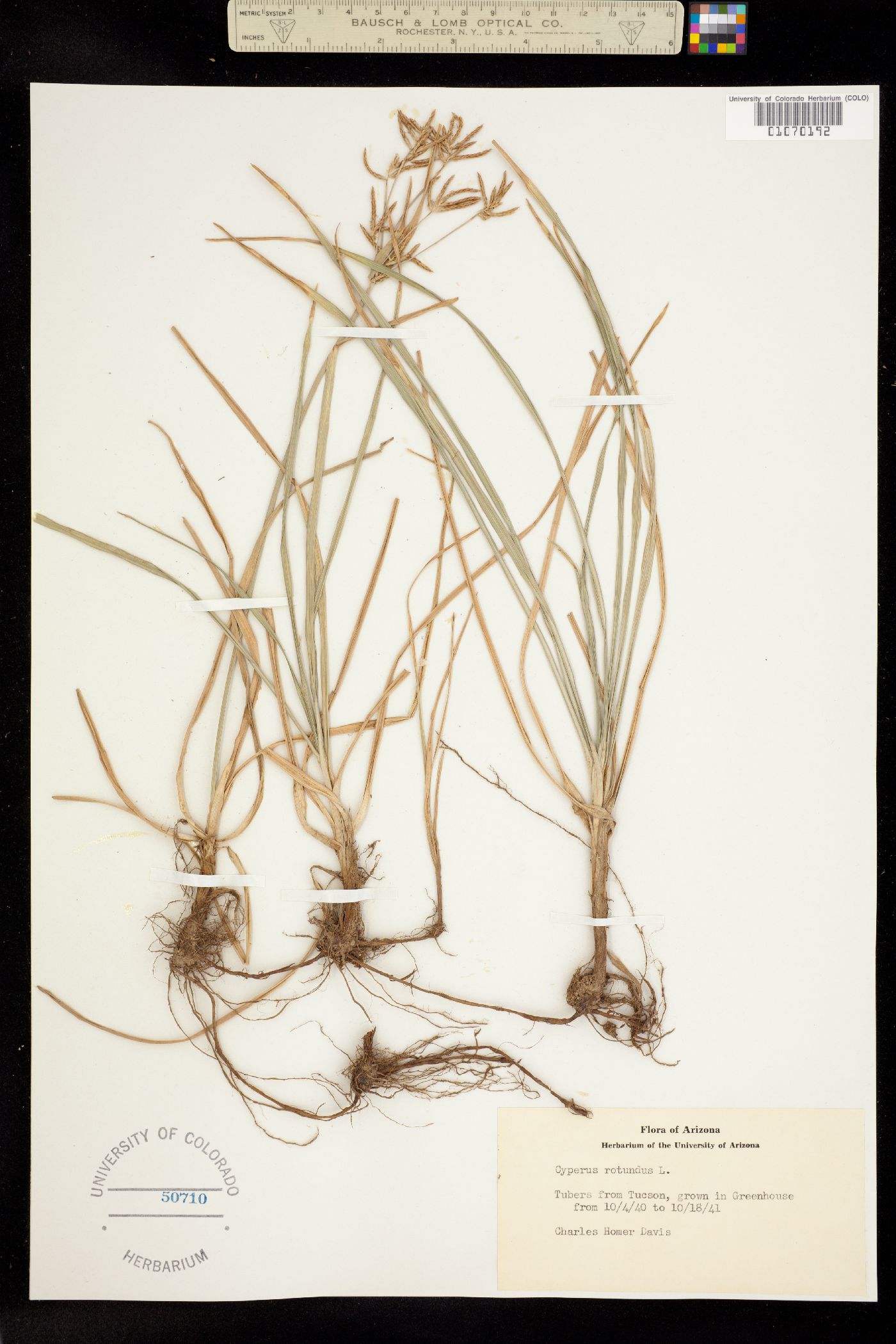 Cyperus rotundus image