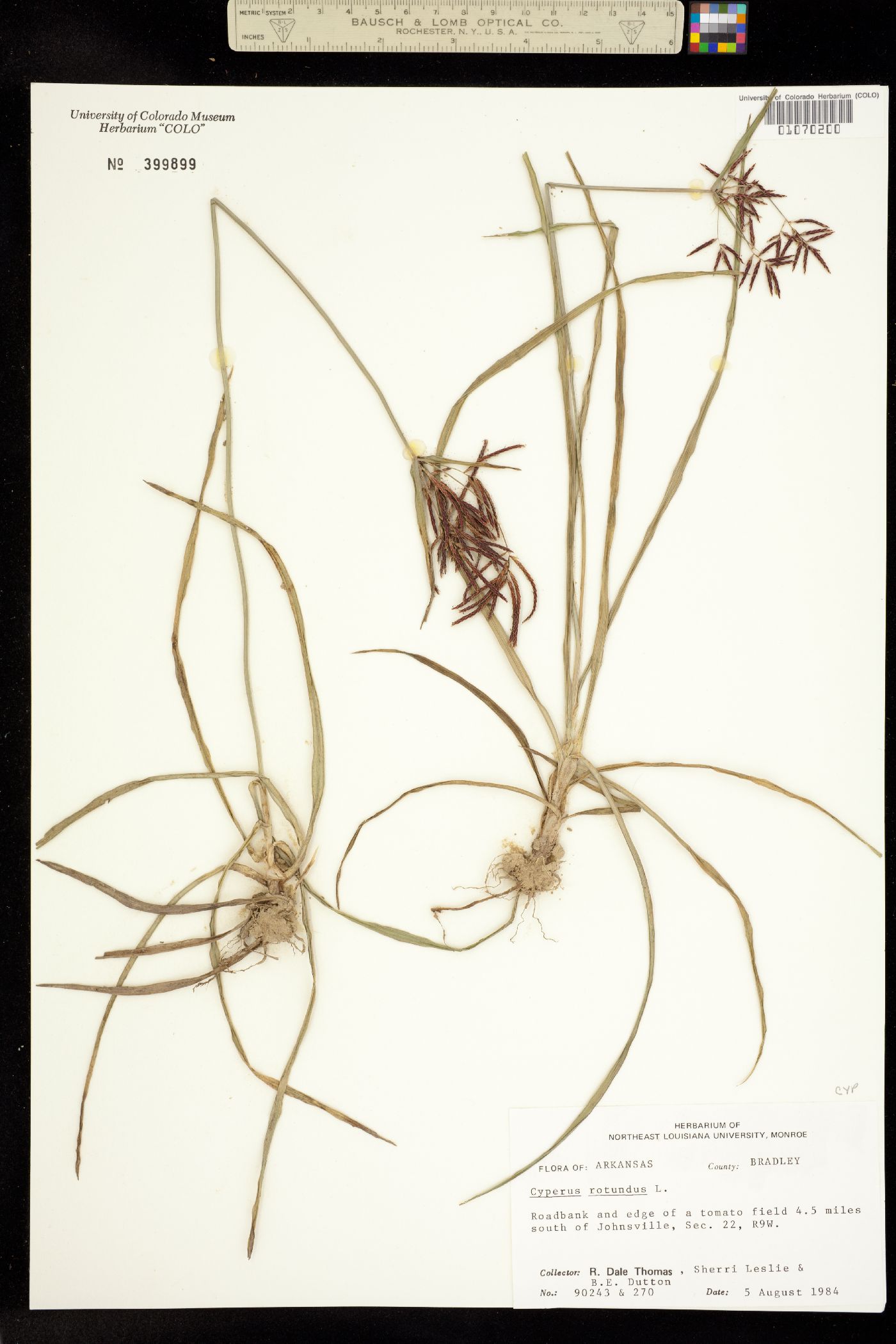 Cyperus rotundus image