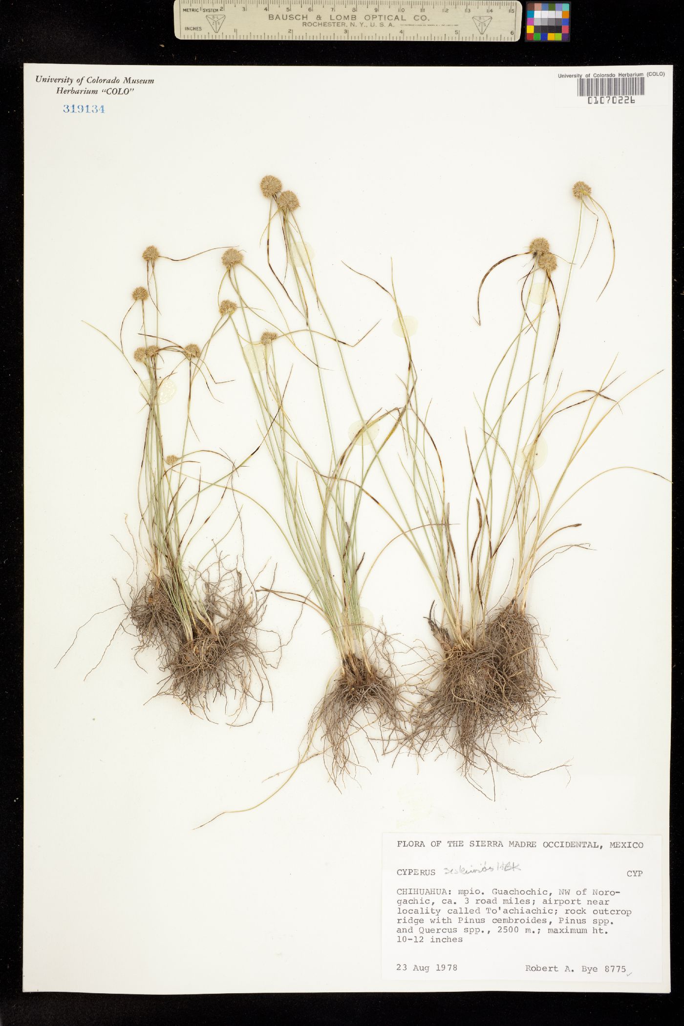 Cyperus seslerioides image