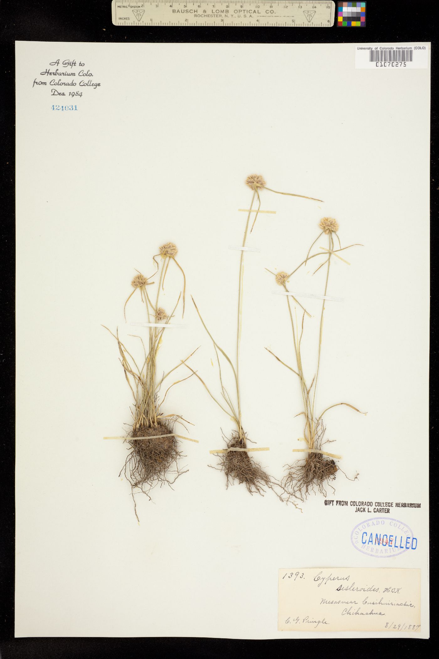 Cyperus image