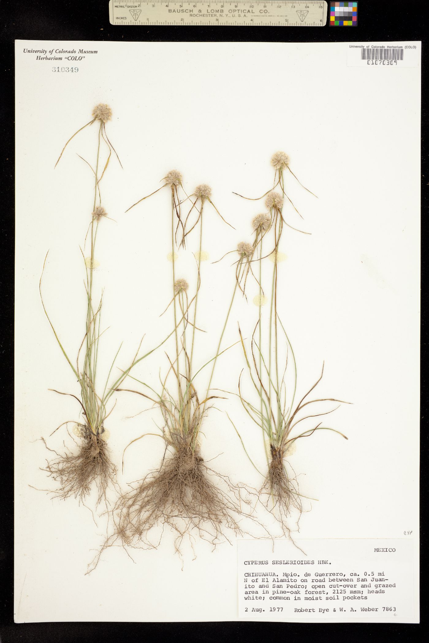 Cyperus seslerioides image
