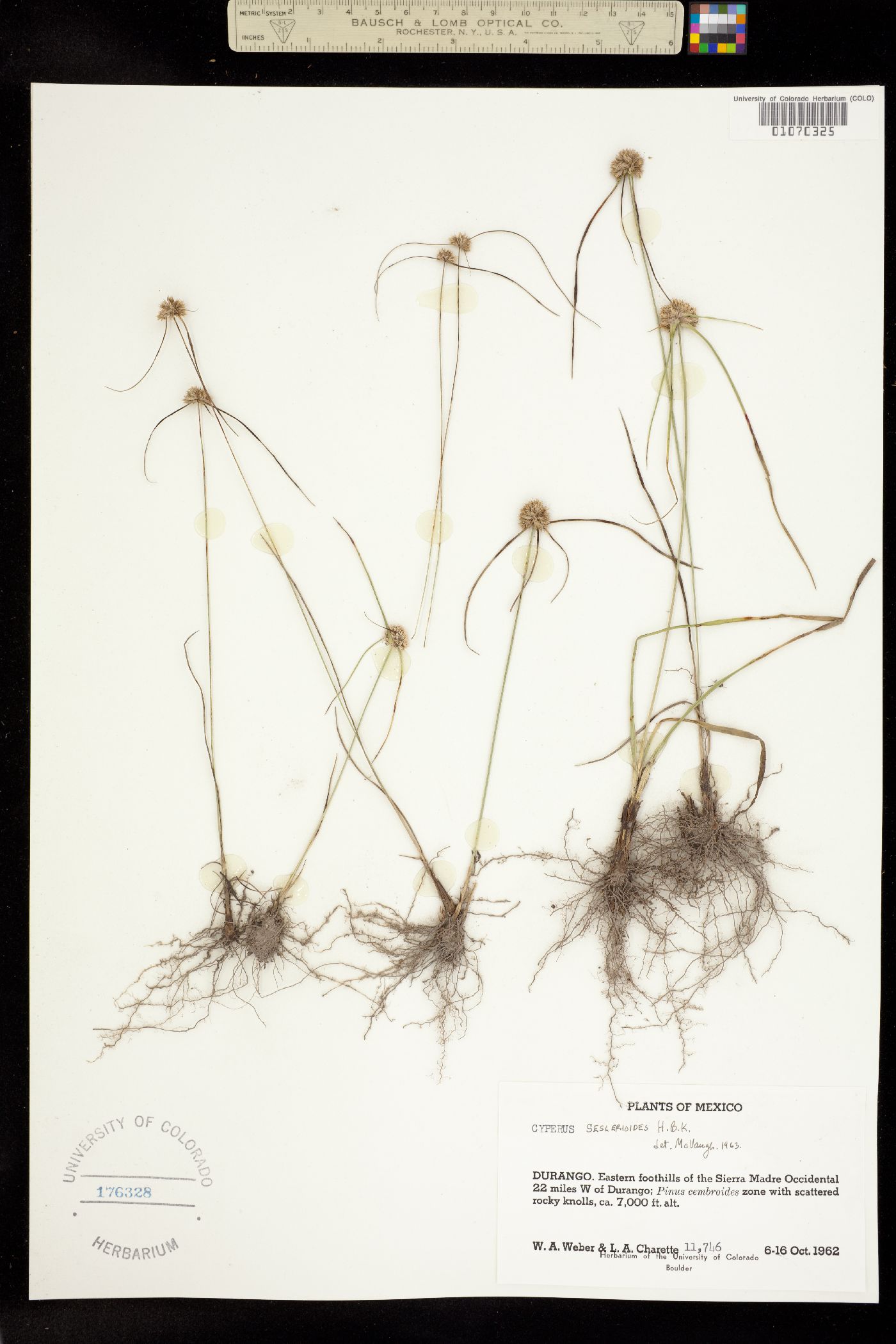 Cyperus seslerioides image