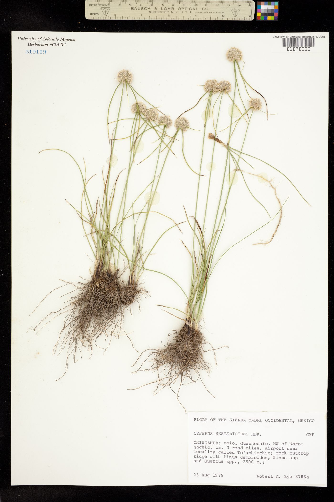Cyperus seslerioides image