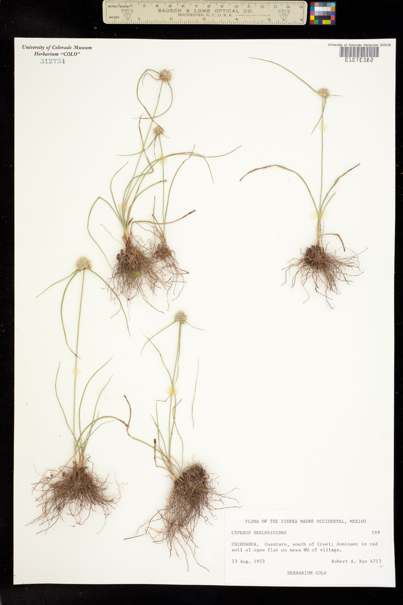 Cyperus seslerioides image