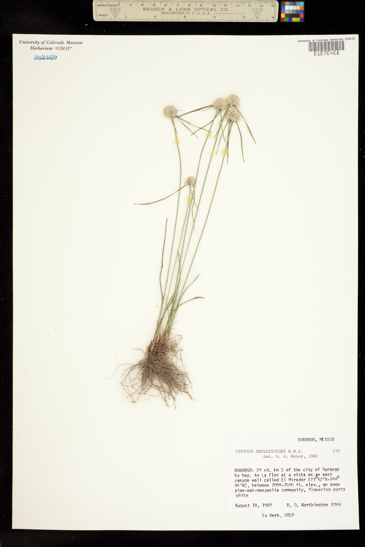 Cyperus seslerioides image