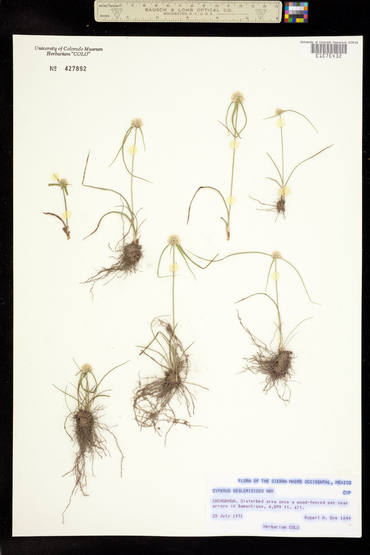 Cyperus seslerioides image