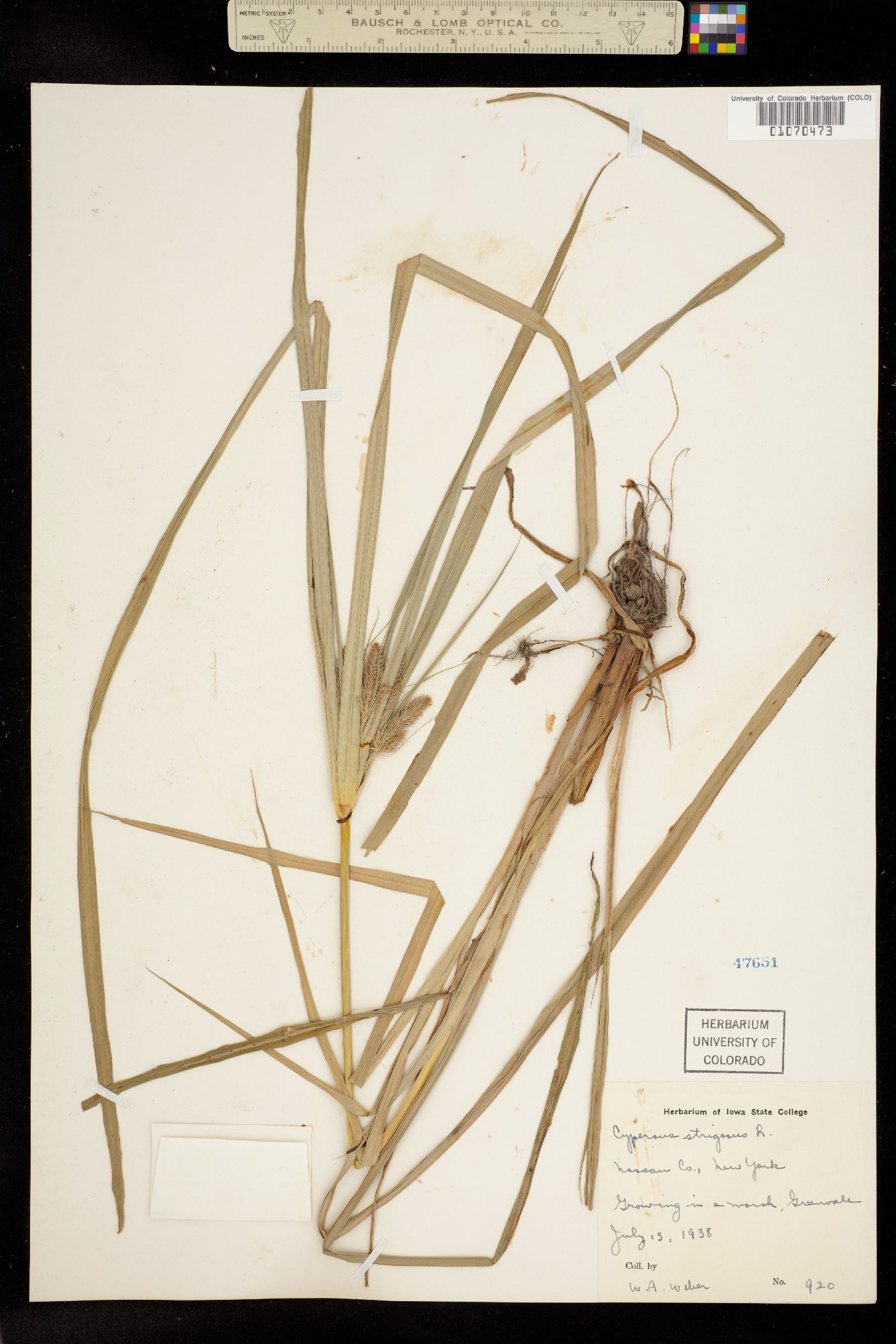 Cyperus strigosus image