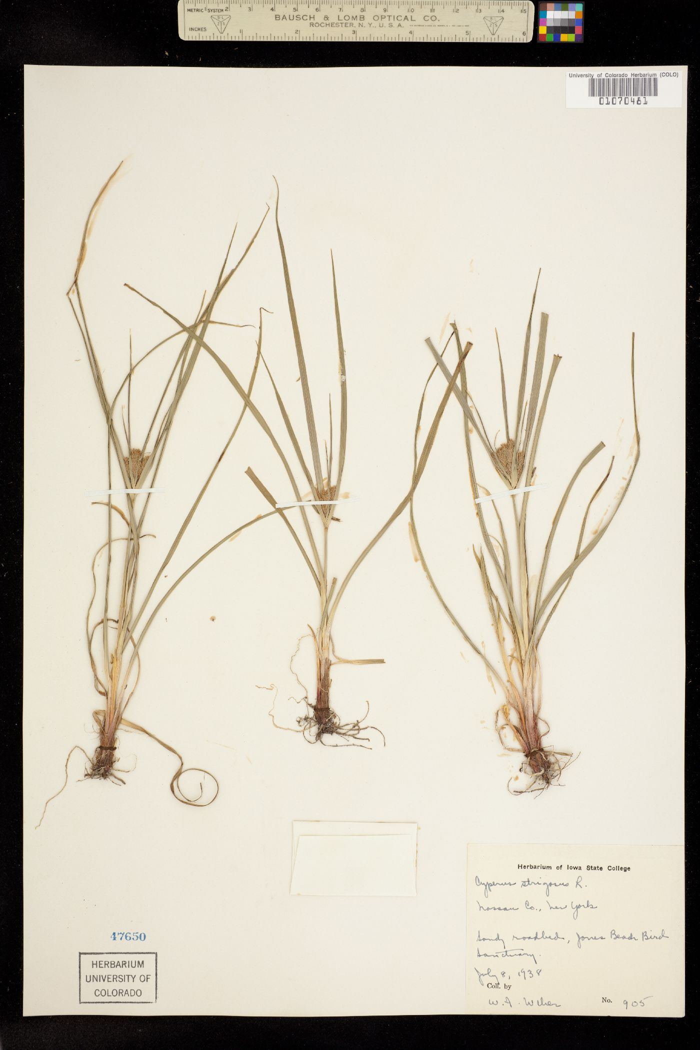 Cyperus strigosus image