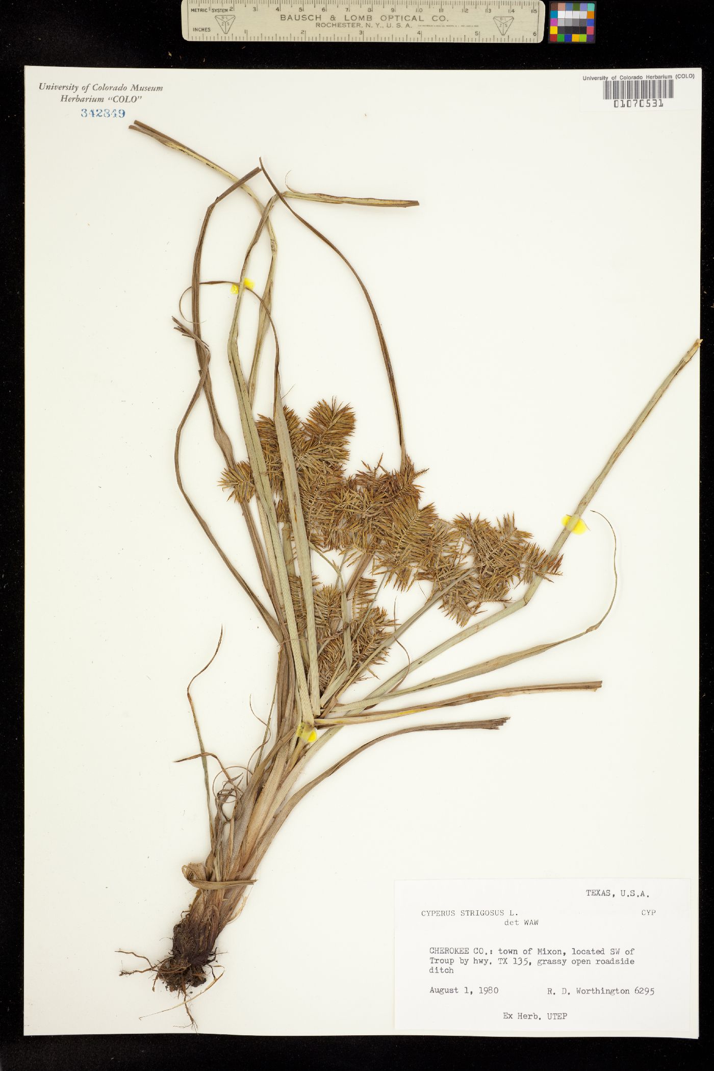 Cyperus strigosus image
