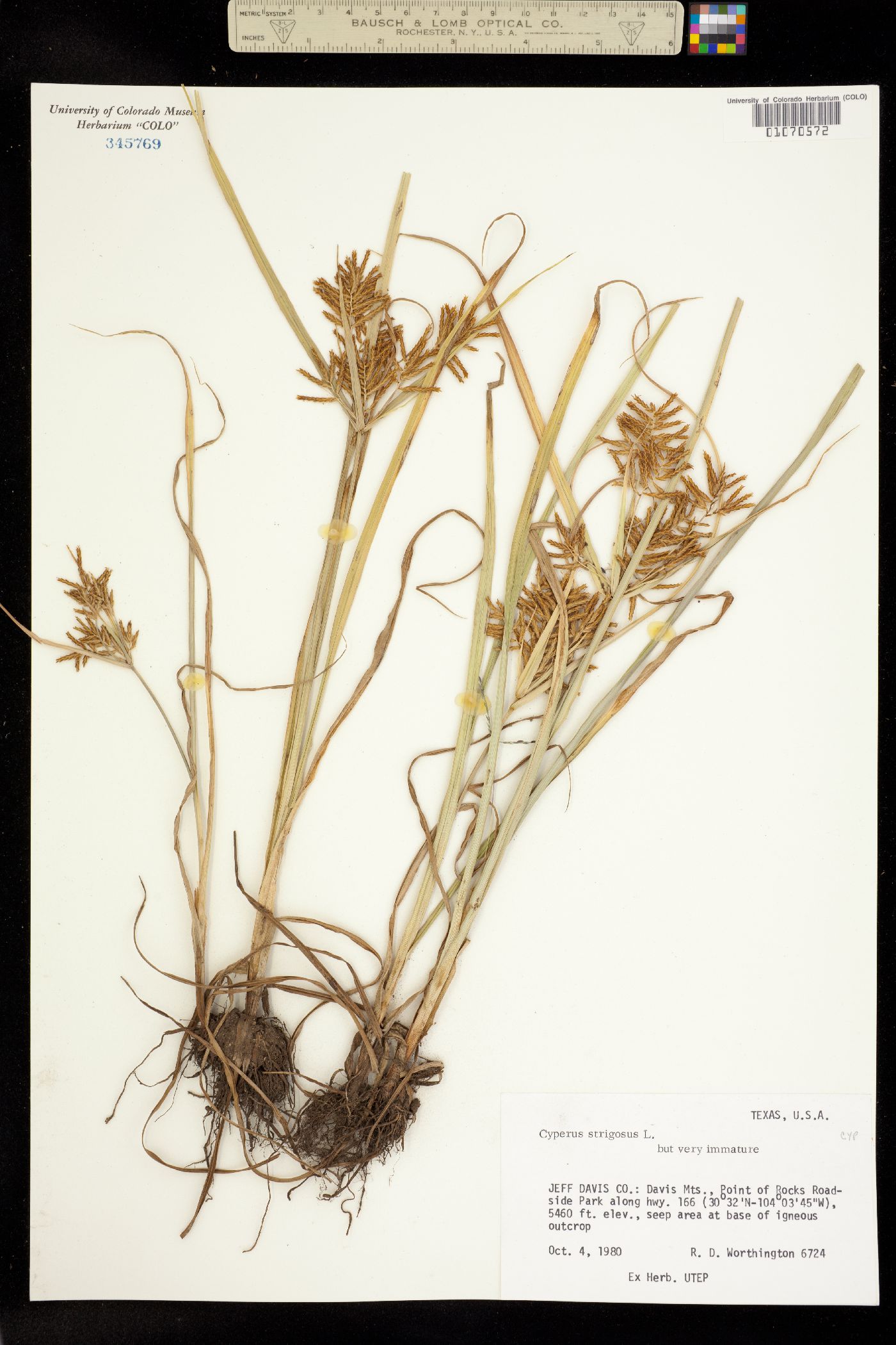 Cyperus strigosus image