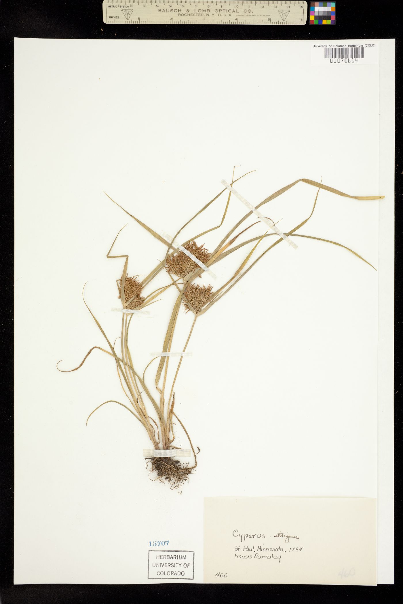Cyperus strigosus image