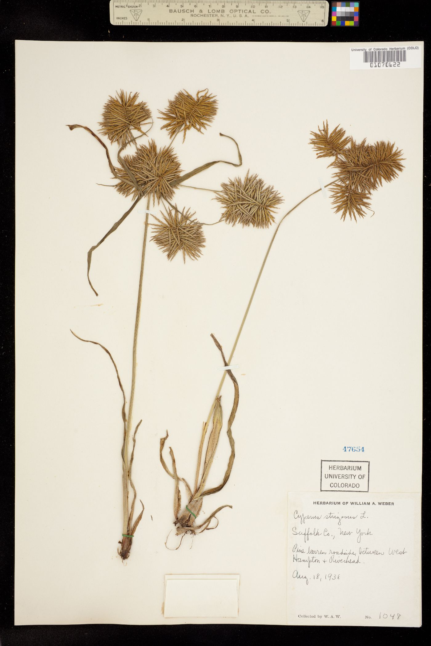 Cyperus strigosus image