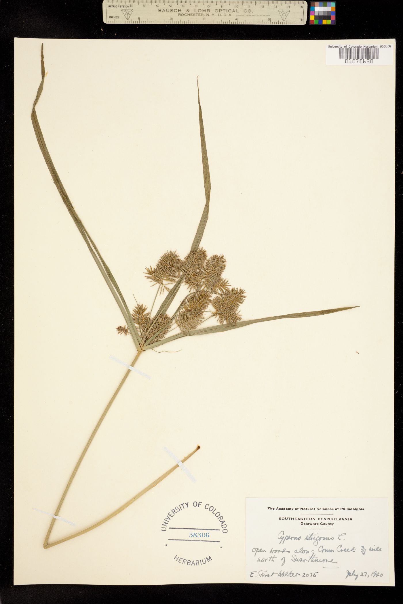 Cyperus strigosus image