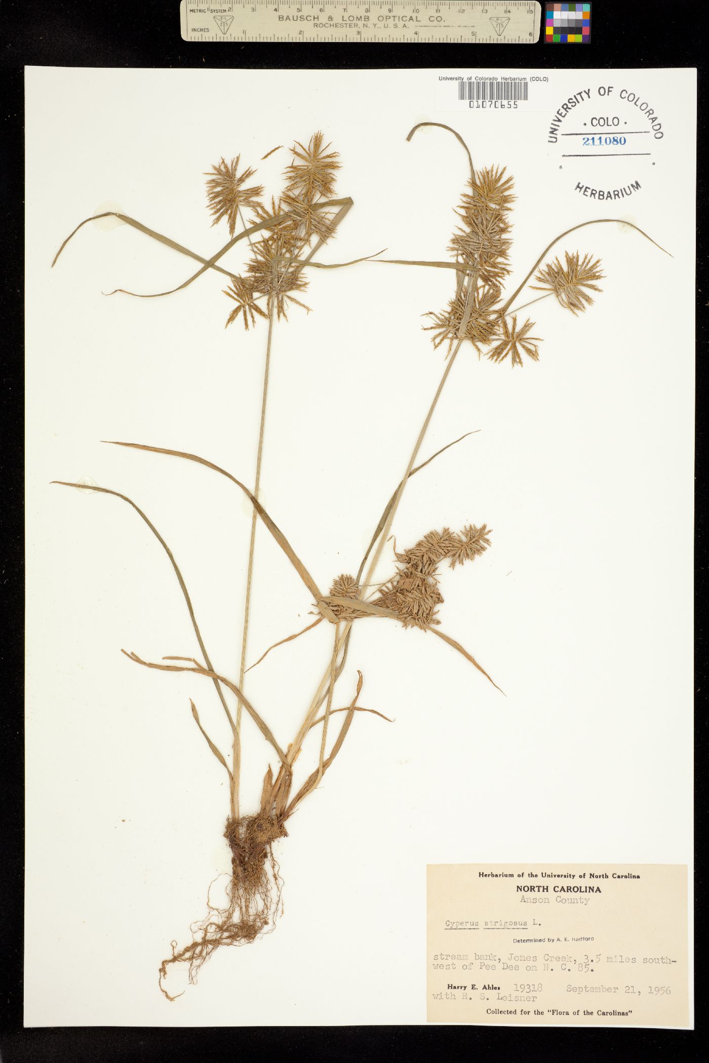 Cyperus strigosus image