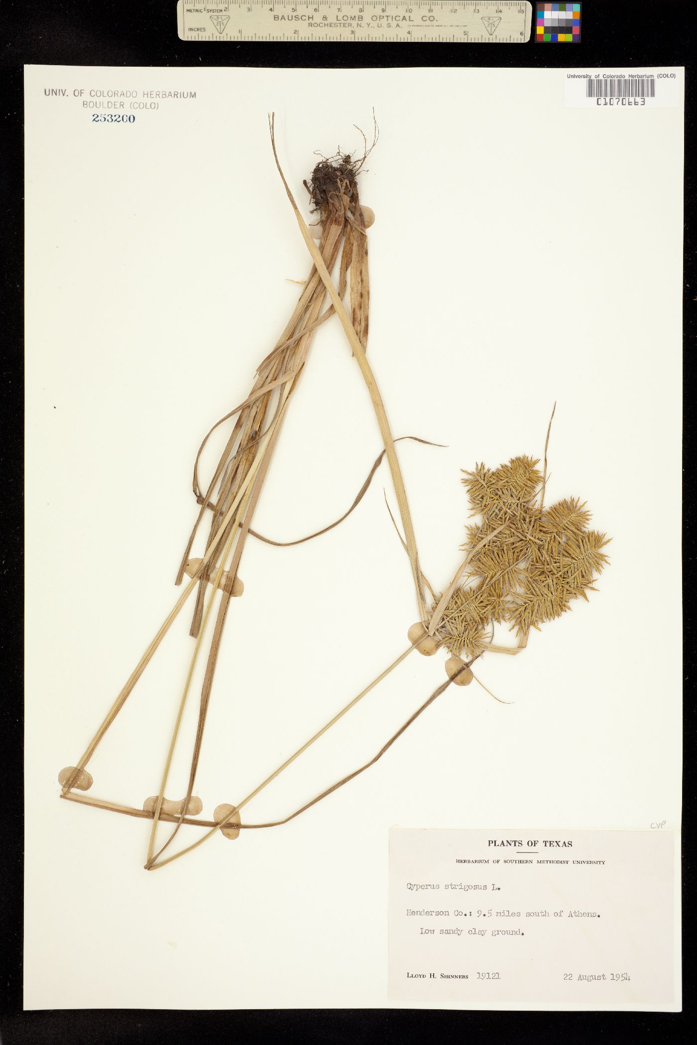 Cyperus strigosus image