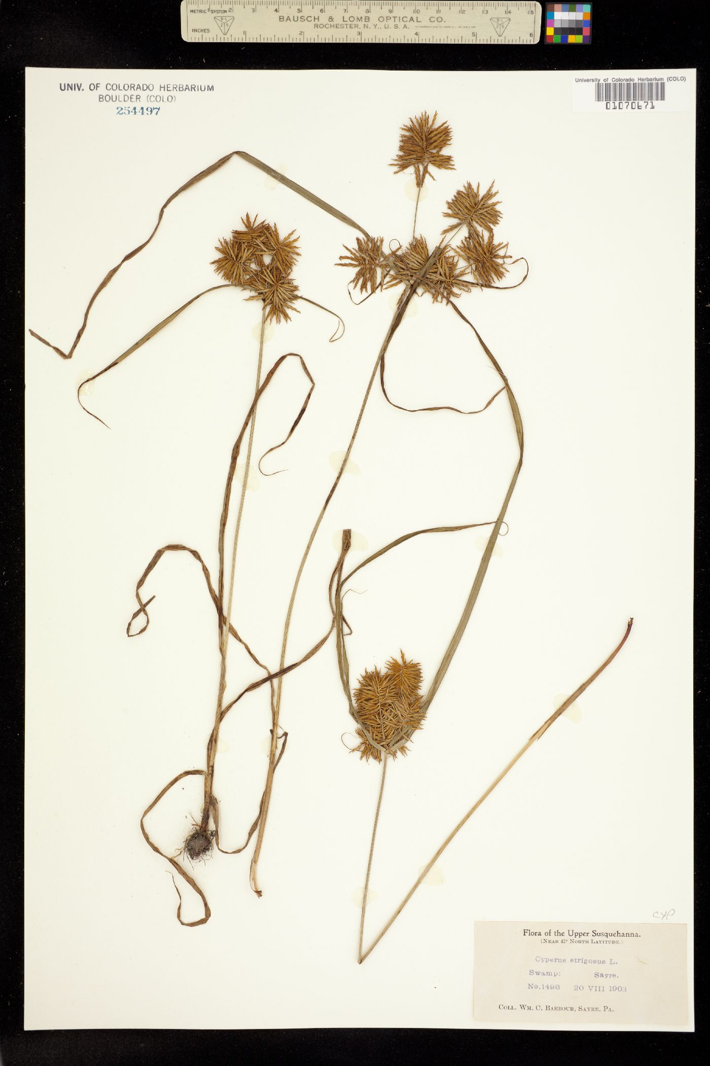 Cyperus strigosus image