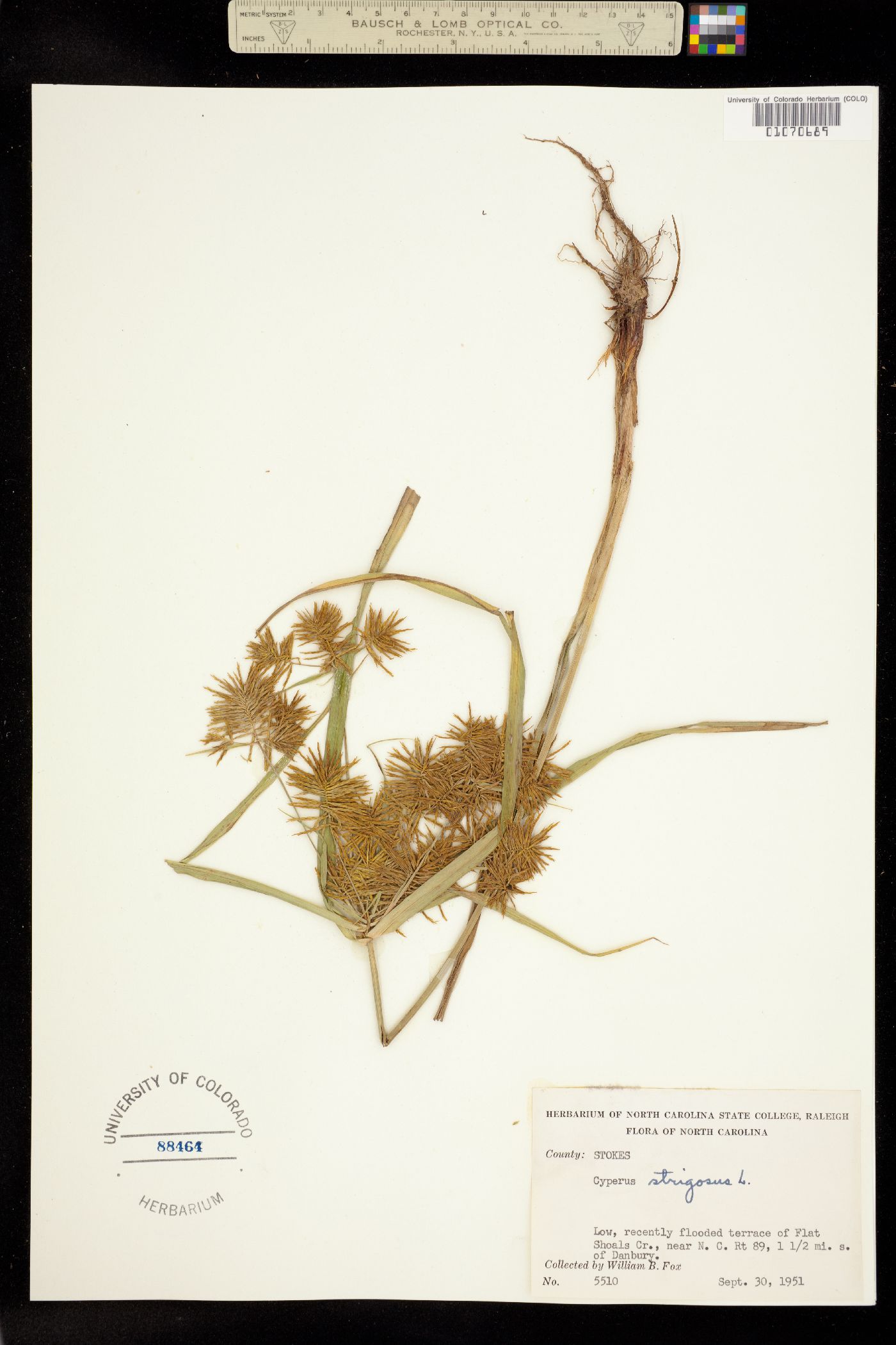 Cyperus strigosus image