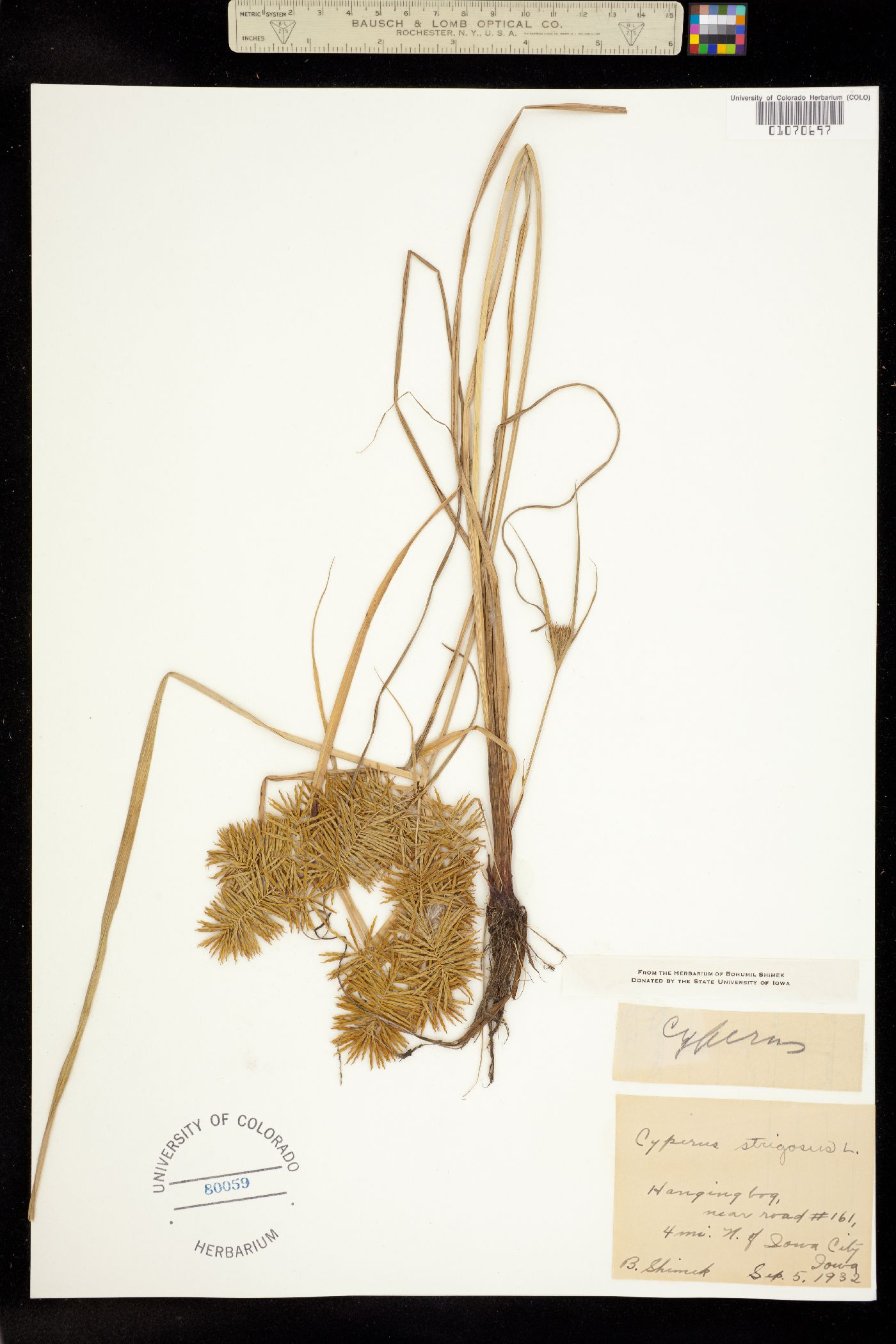 Cyperus strigosus image