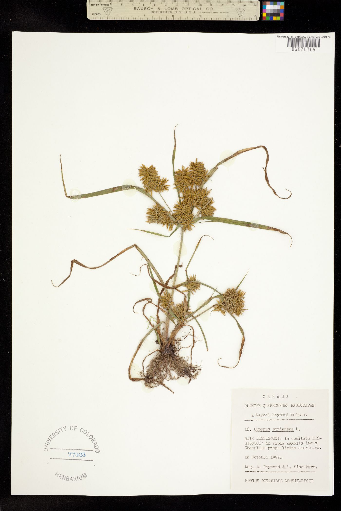 Cyperus strigosus image
