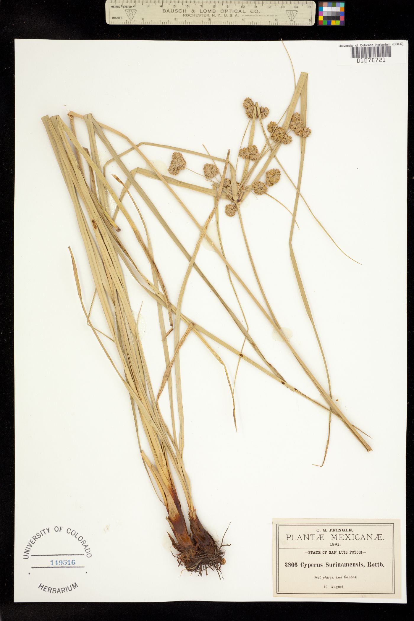 Cyperus surinamensis image