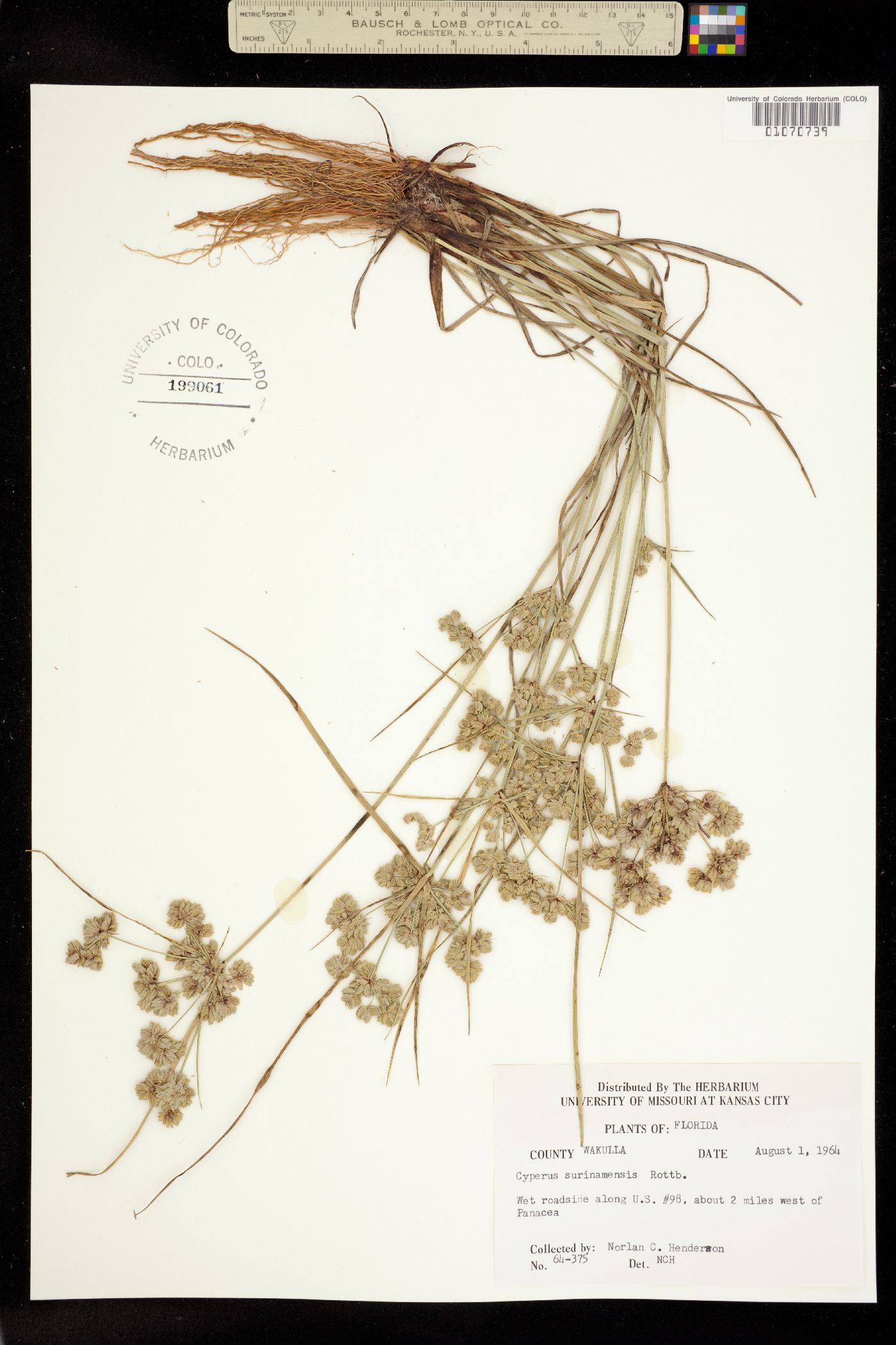 Cyperus surinamensis image
