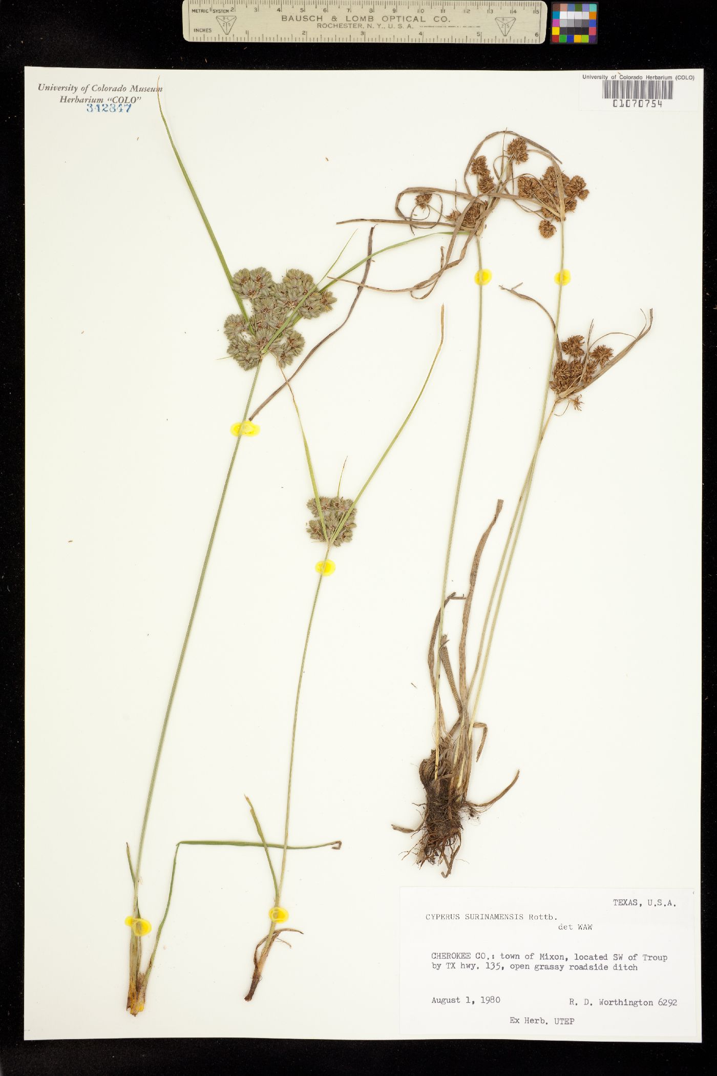 Cyperus surinamensis image