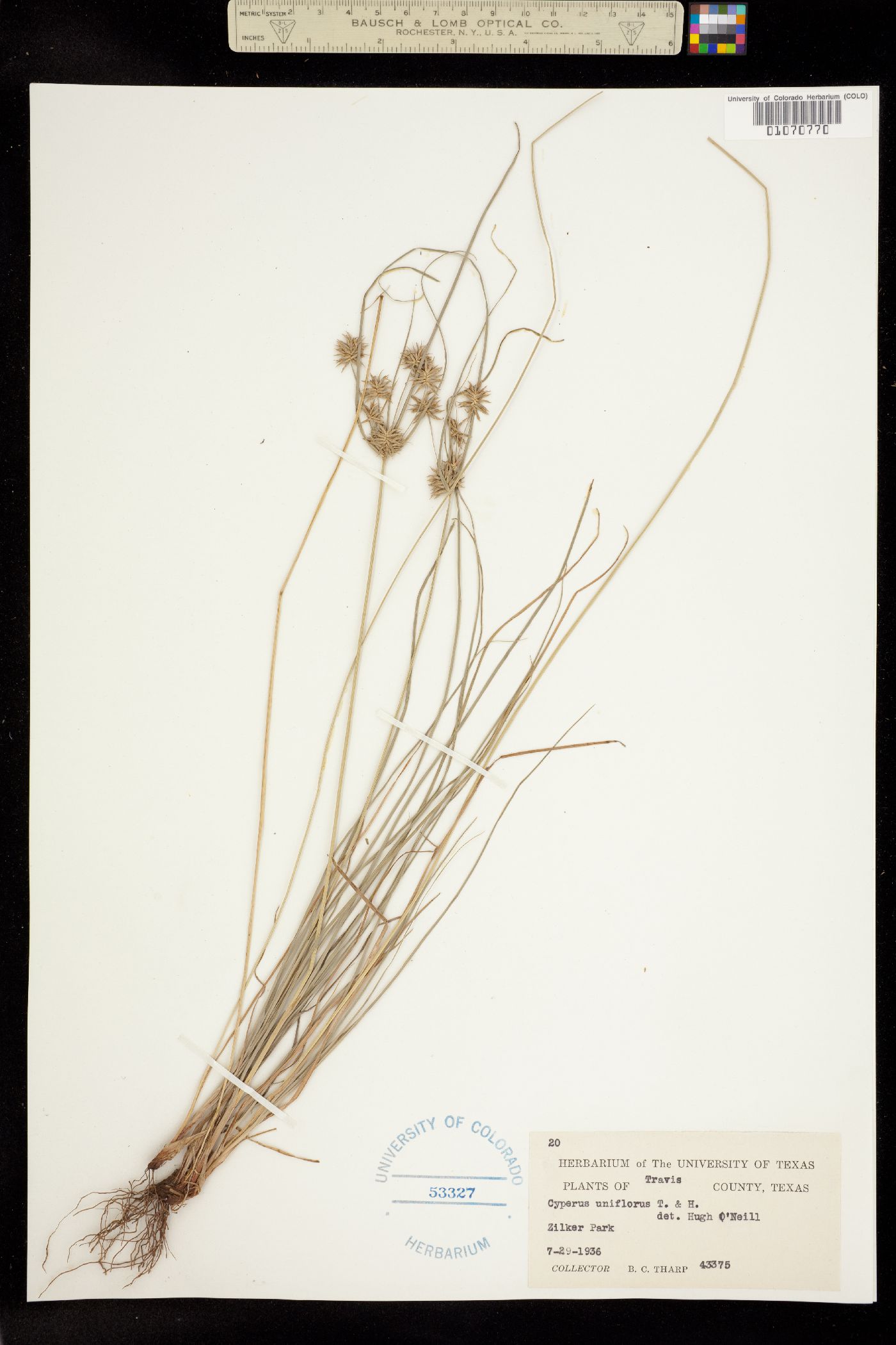 Cyperus floribundus image