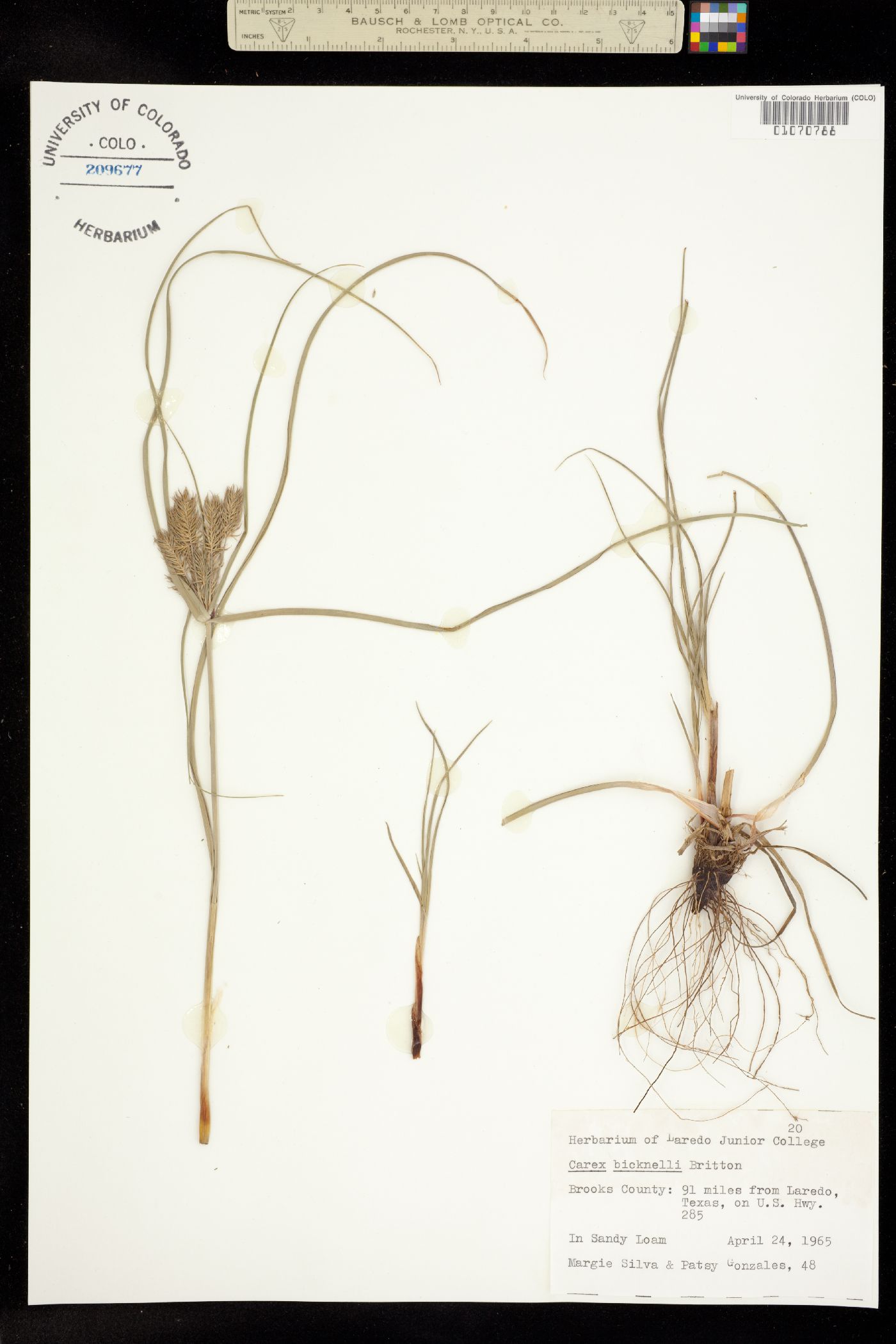Cyperus floribundus image