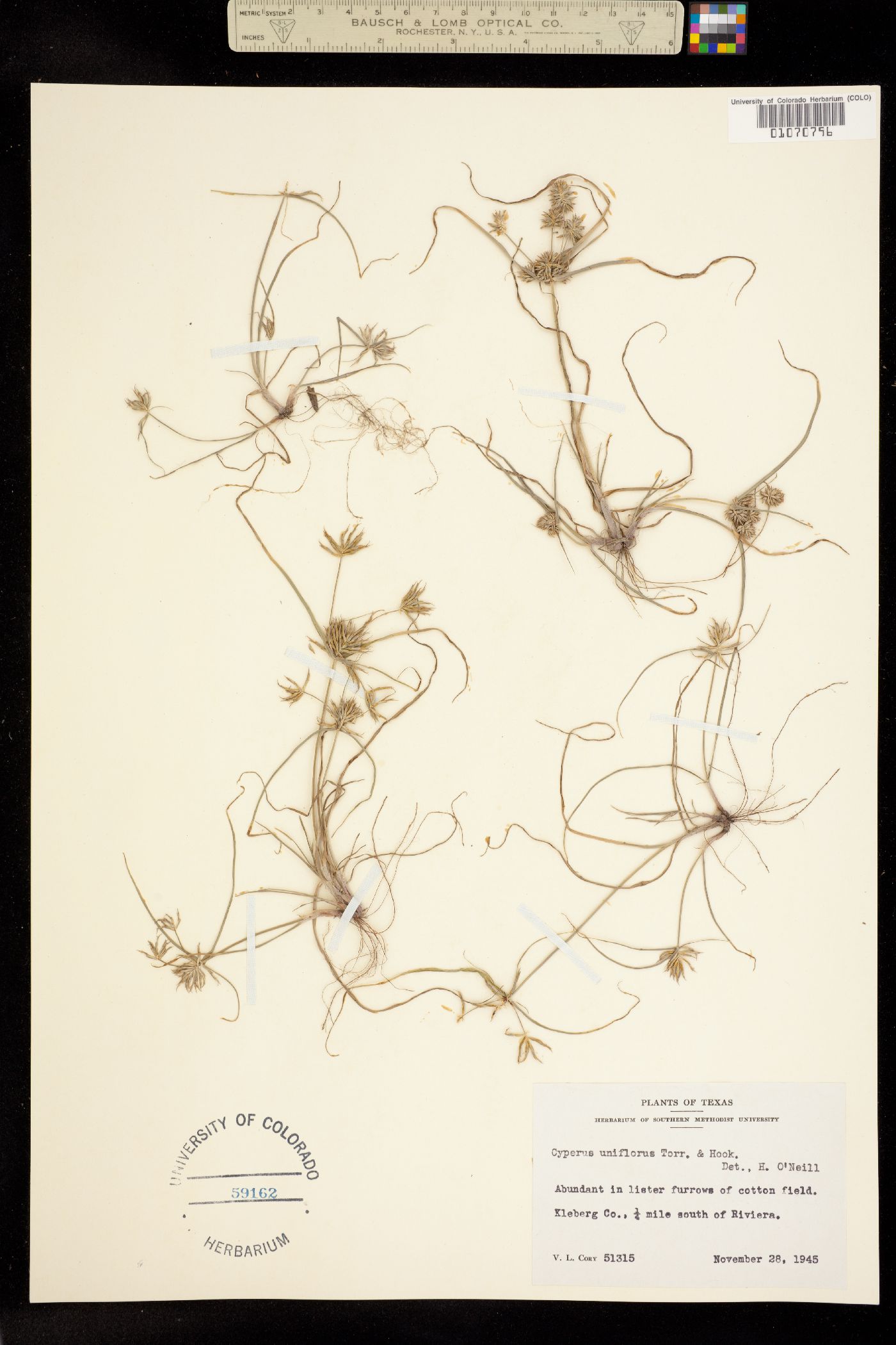 Cyperus floribundus image