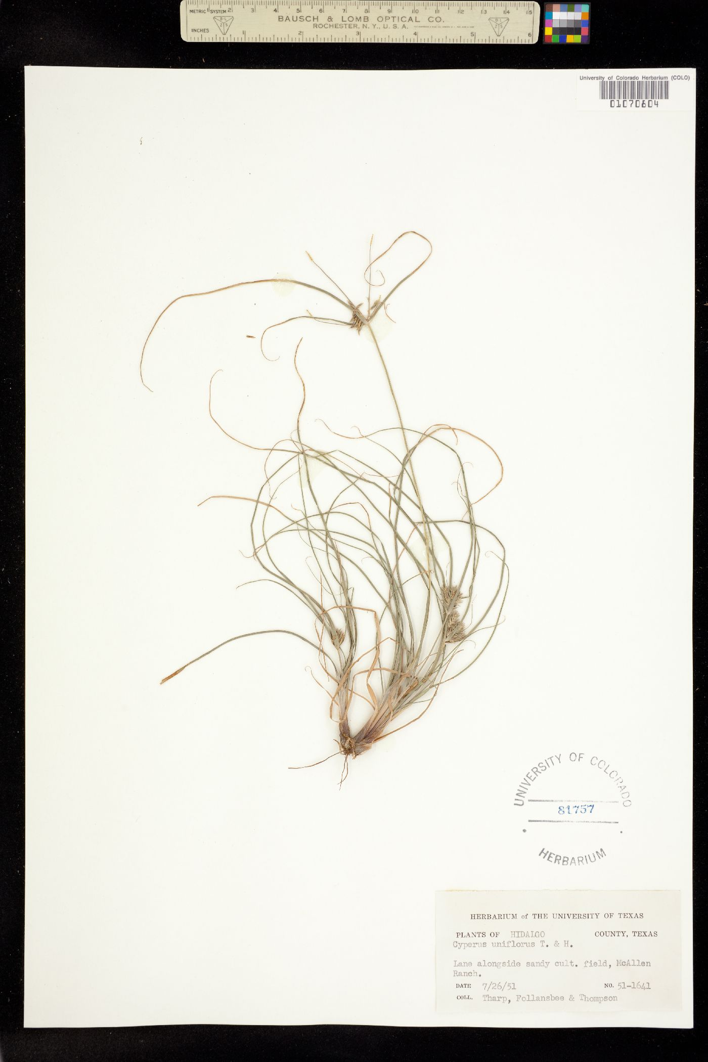 Cyperus floribundus image