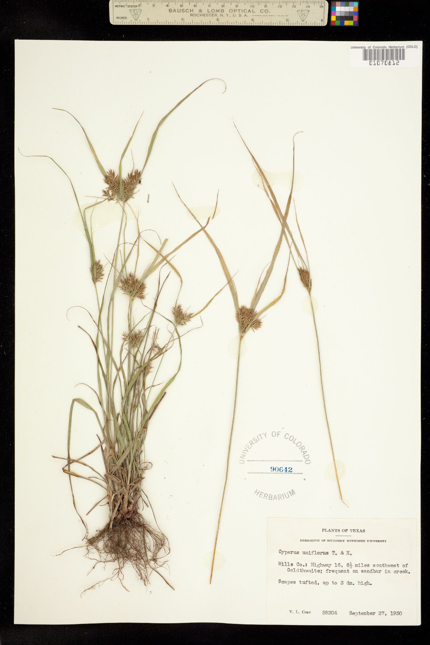 Cyperus floribundus image