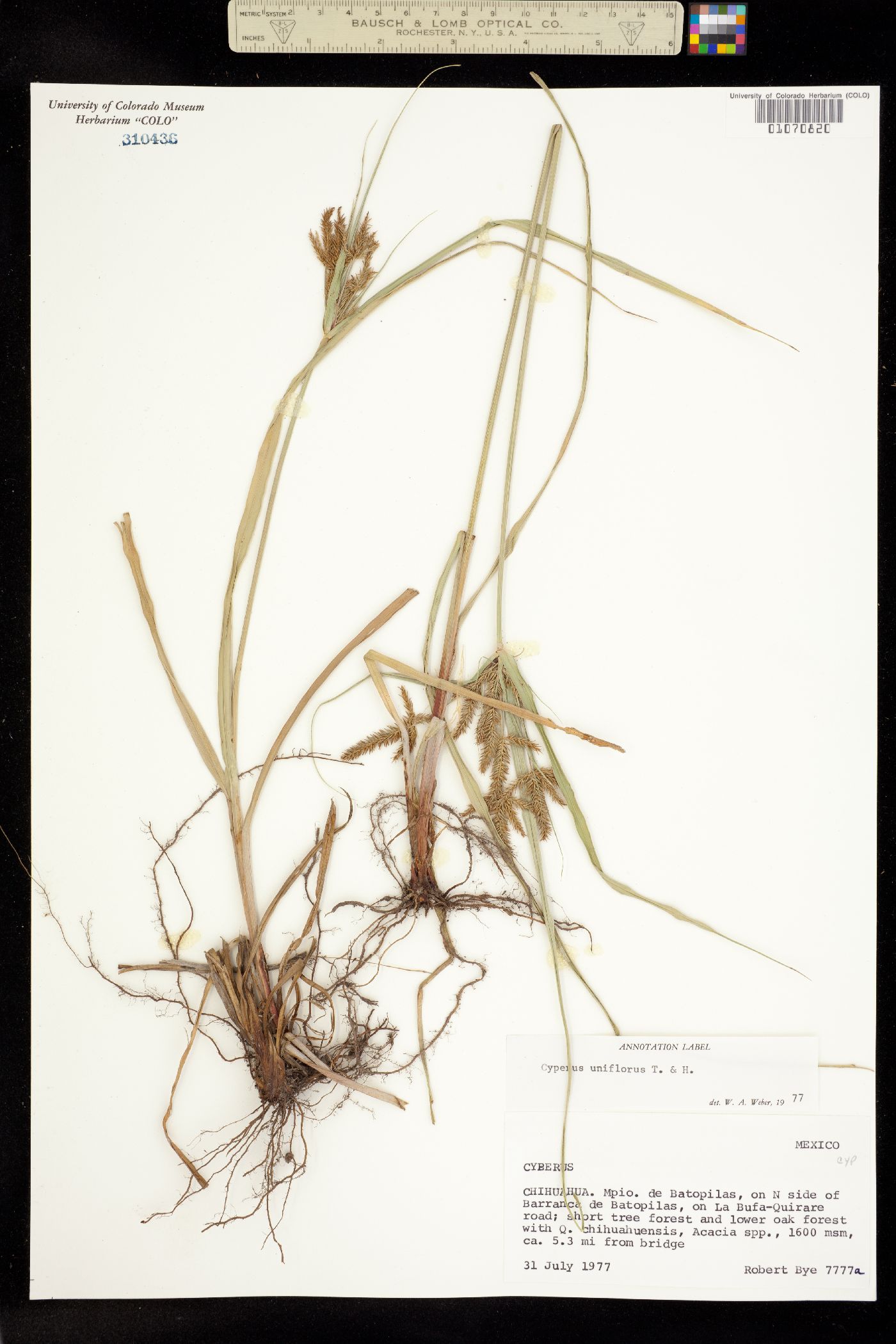 Cyperus floribundus image