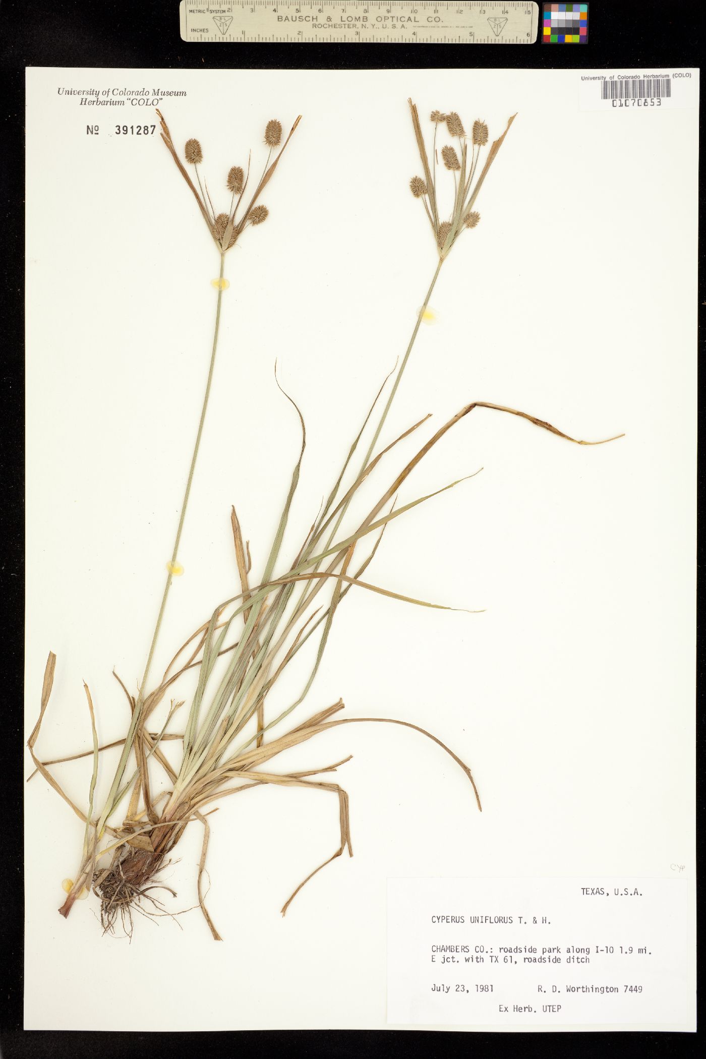 Cyperus floribundus image