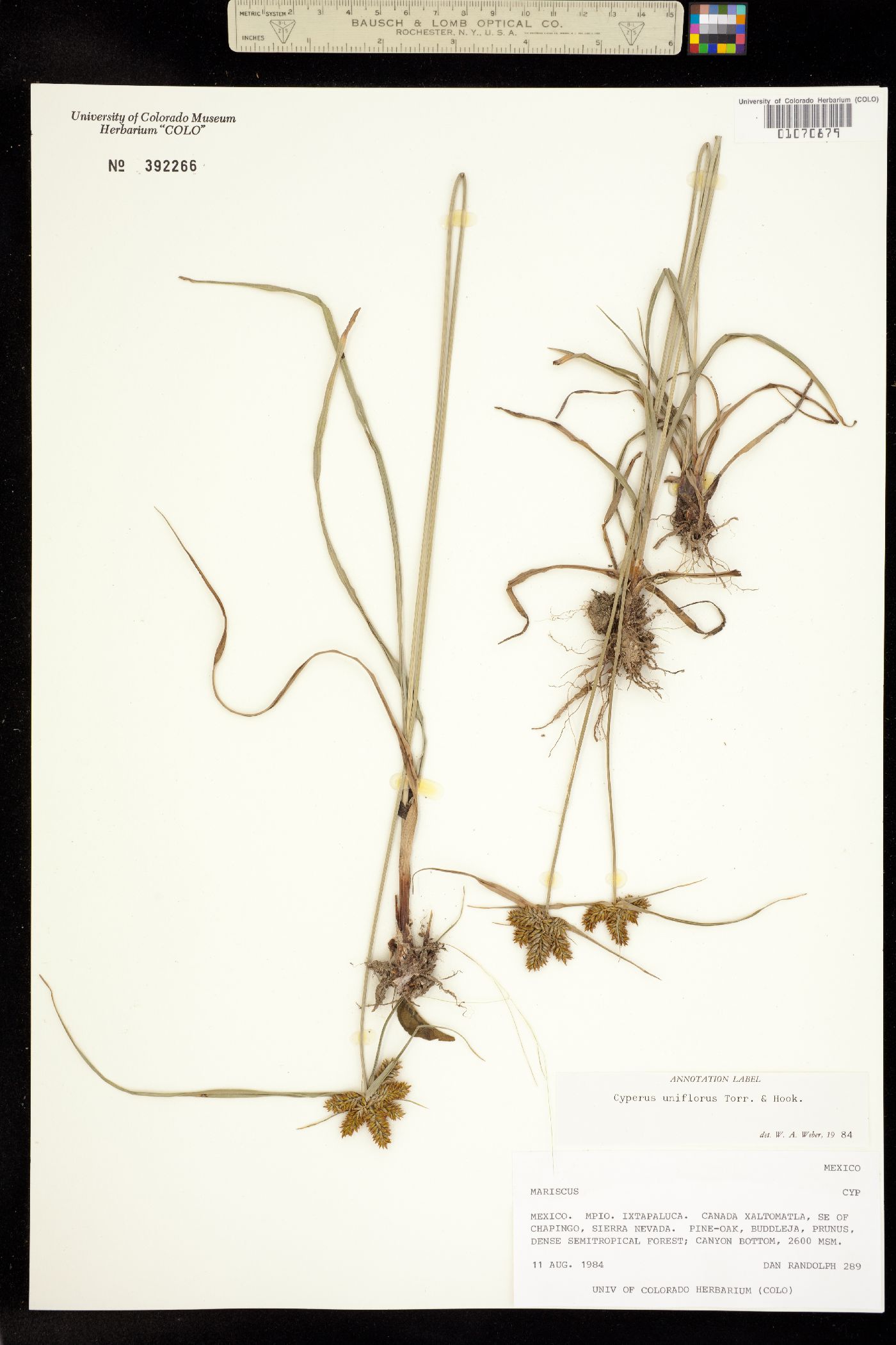 Cyperus floribundus image