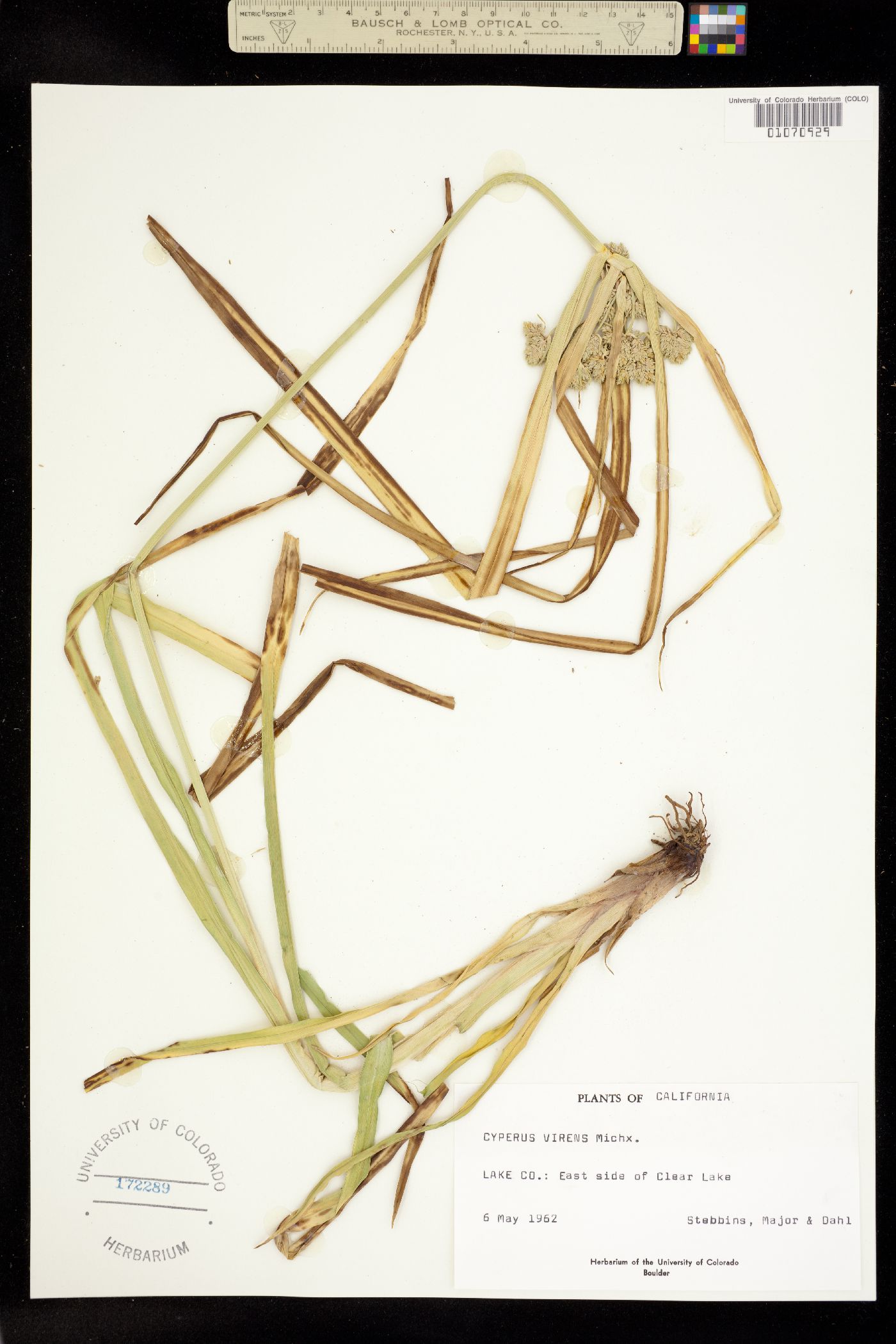 Cyperus virens image