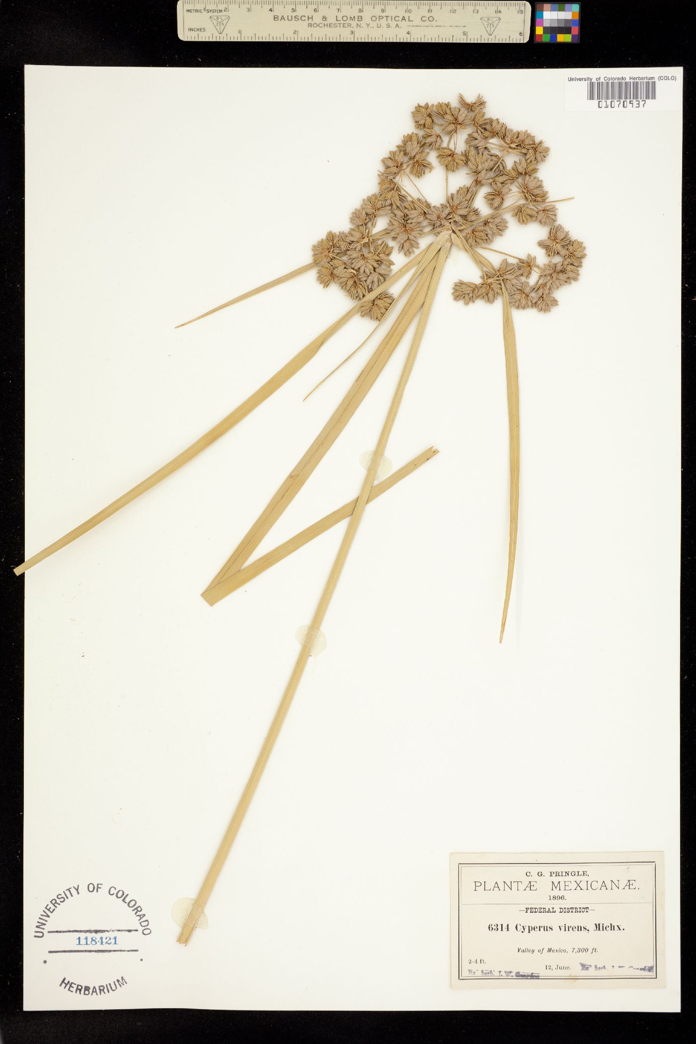 Cyperus virens image