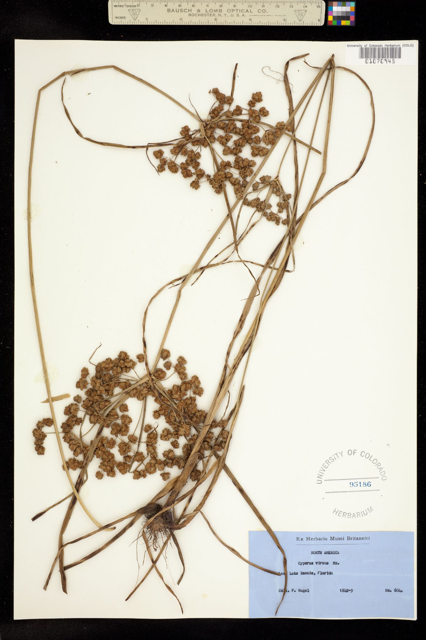 Cyperus virens image