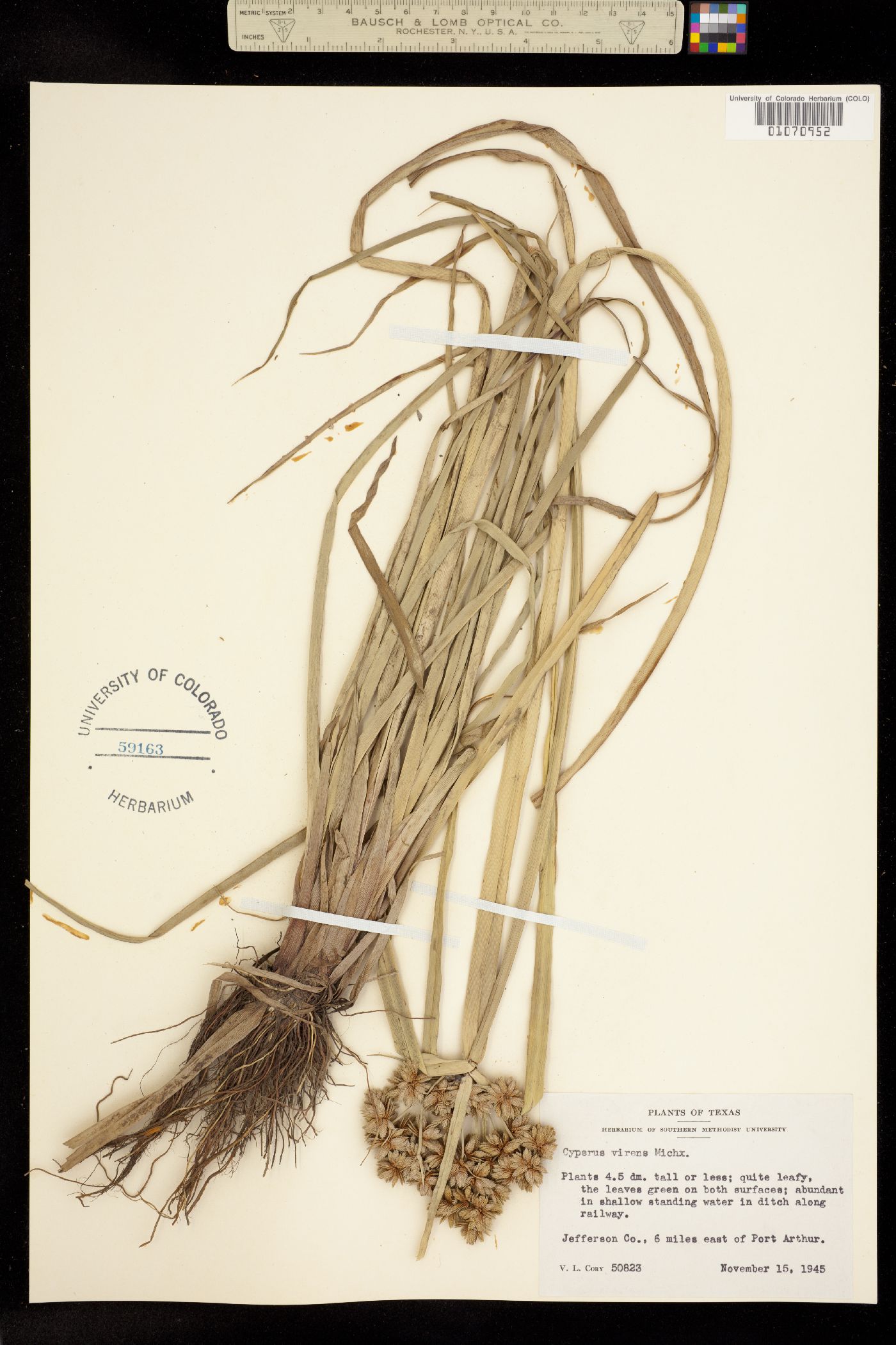 Cyperus virens image