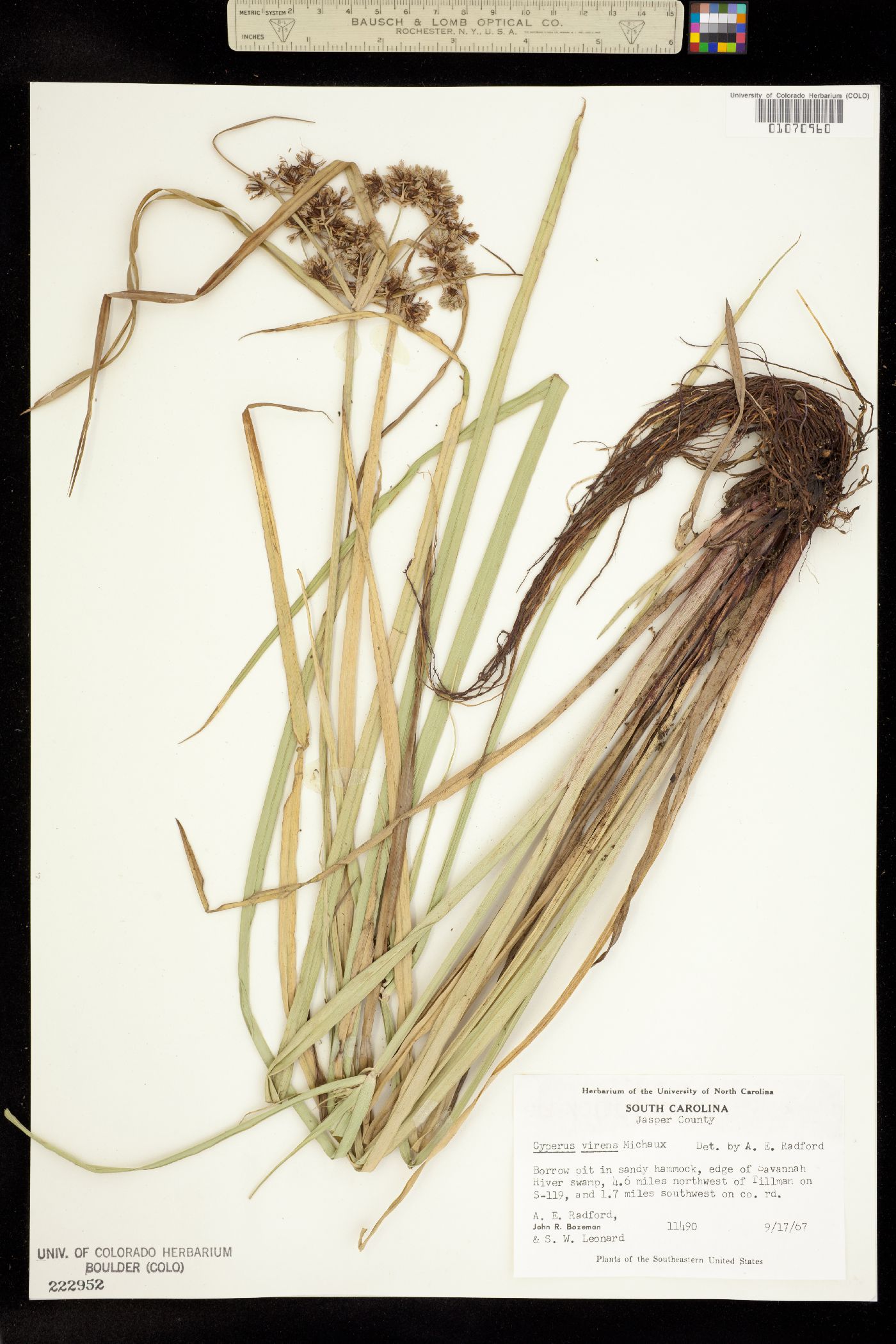Cyperus virens image
