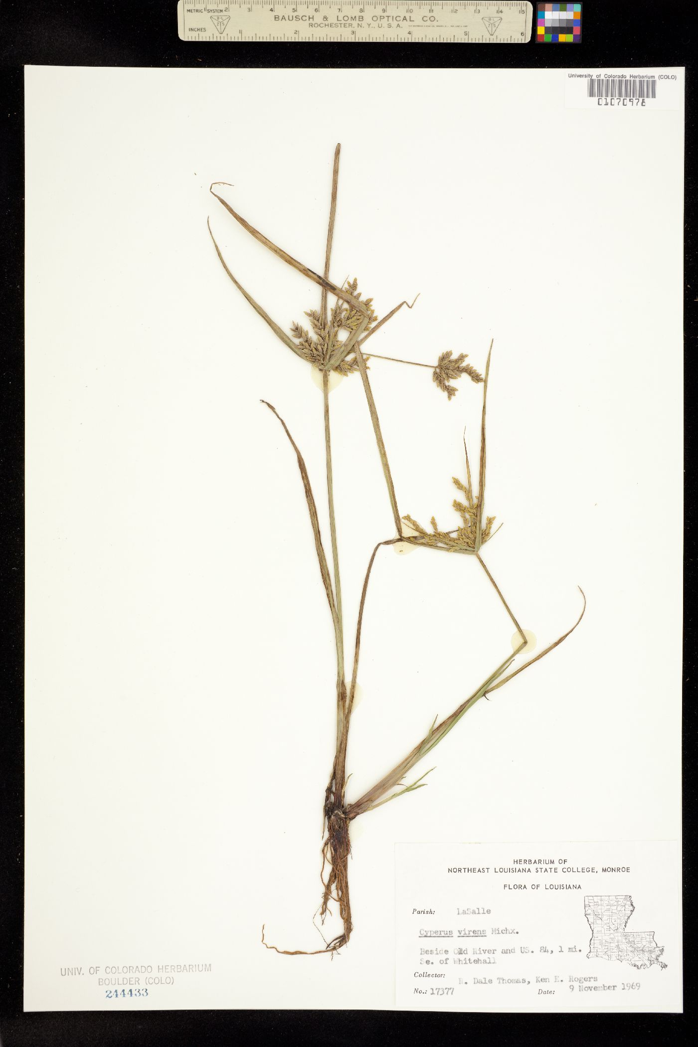 Cyperus virens image
