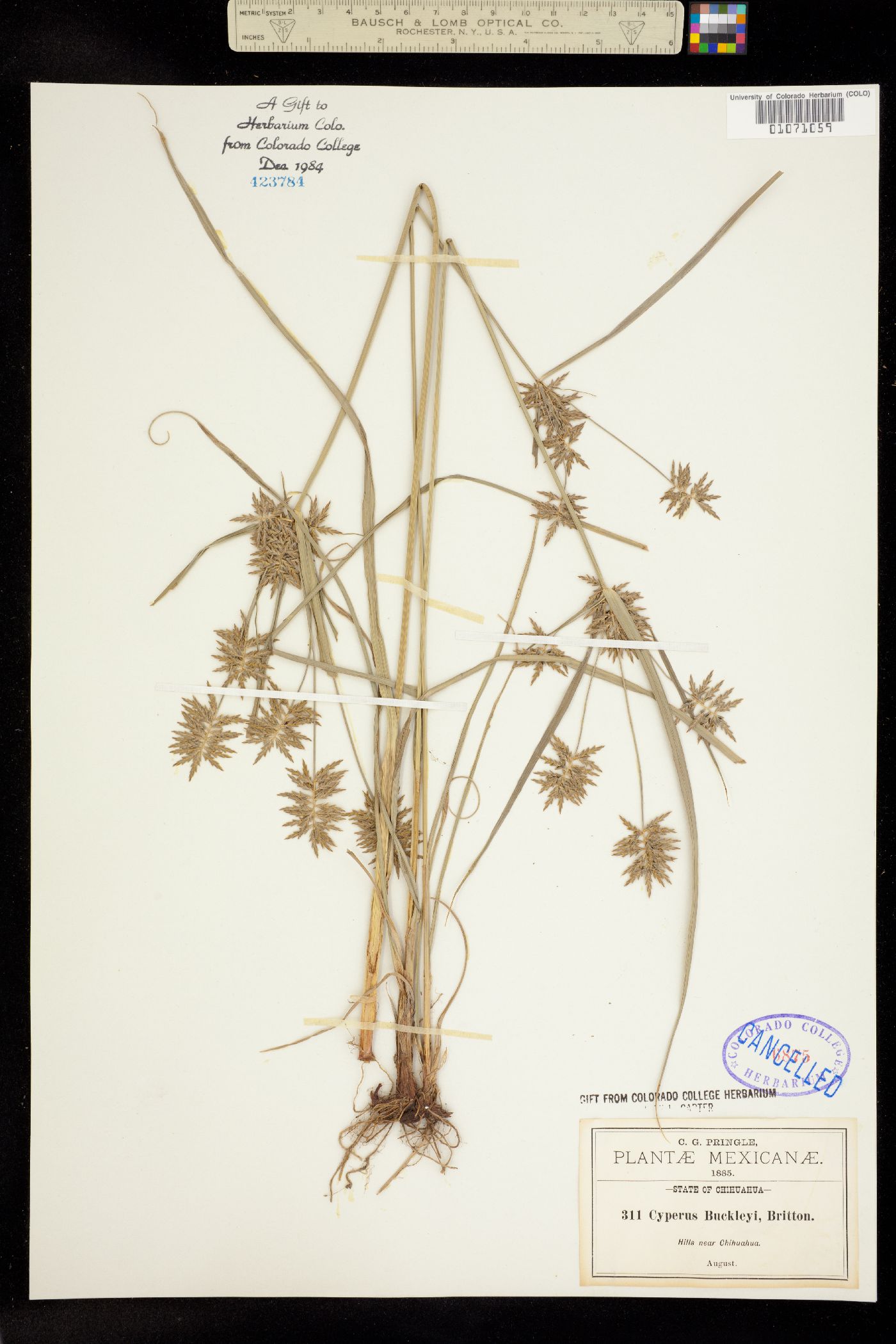 Cyperus spectabilis image