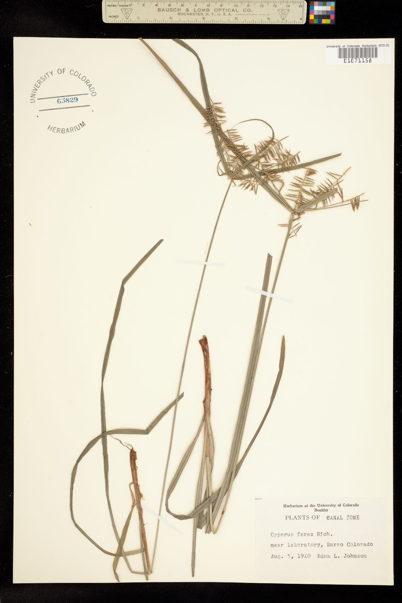 Cyperus odoratus image