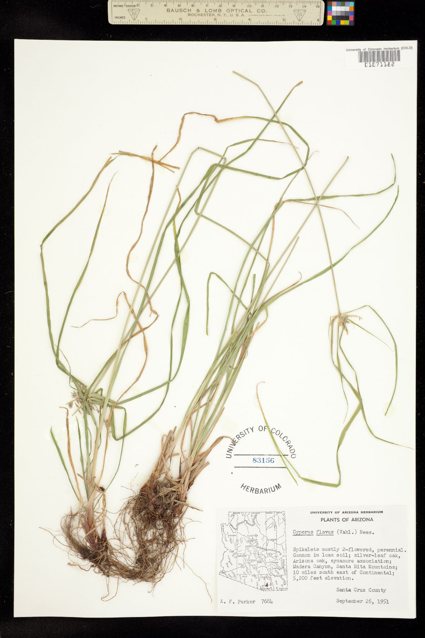 Cyperus pallidicolor image