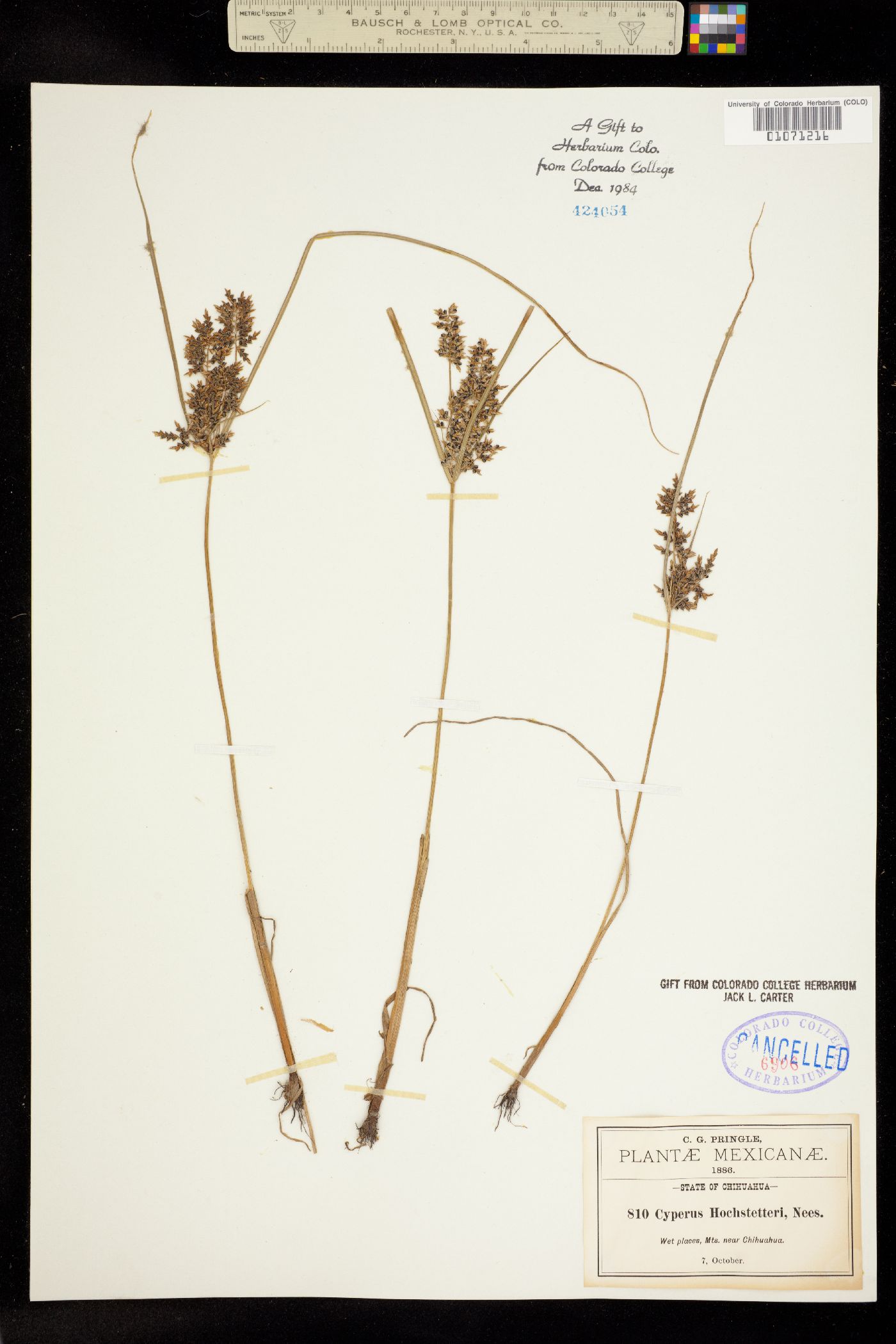 Cyperus macrostachyos image