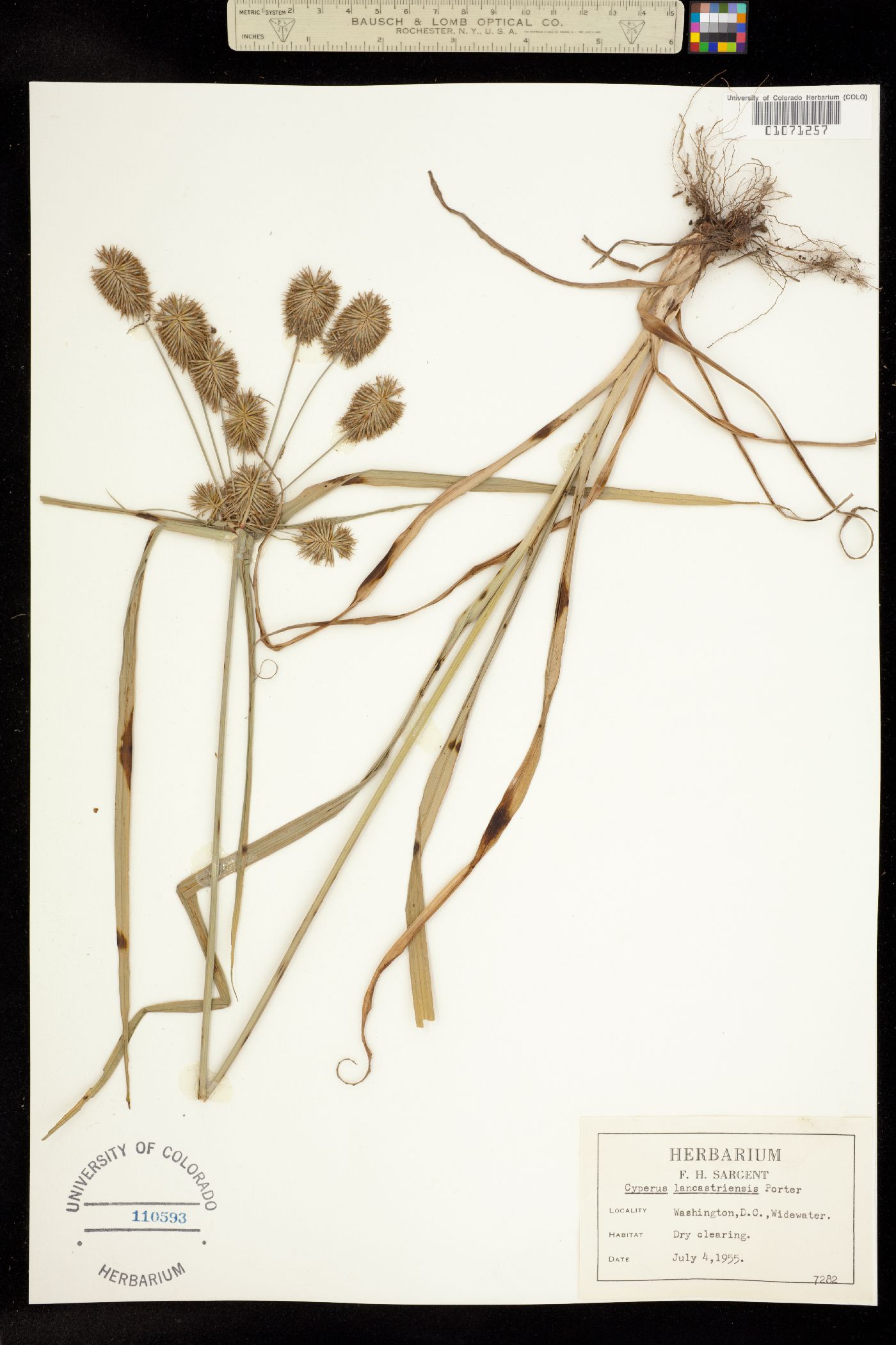 Cyperus lancastriensis image