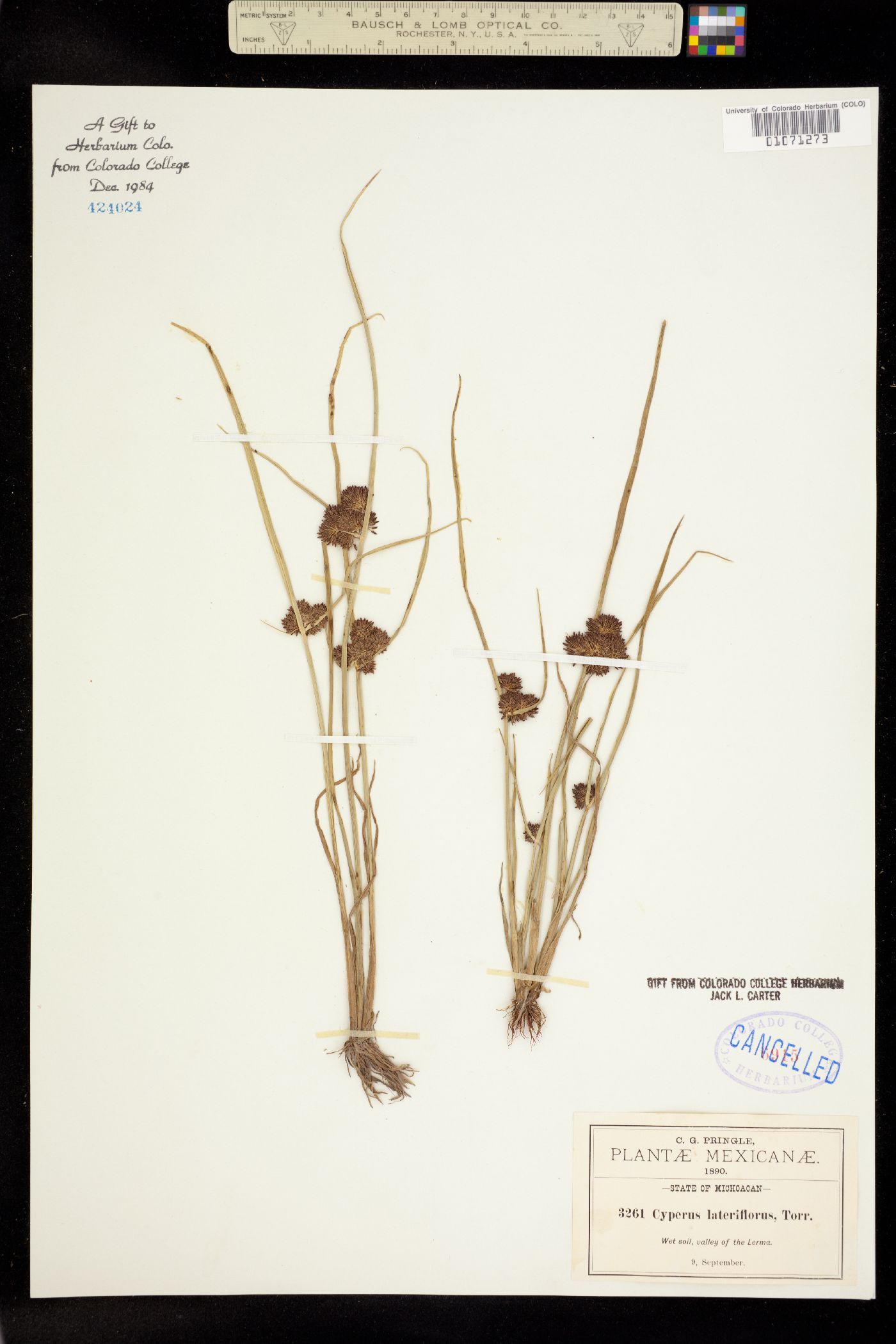 Cyperus longus subsp. longus image