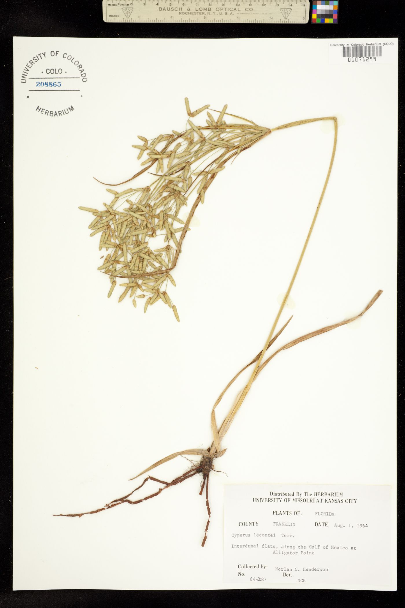 Cyperus lecontei image